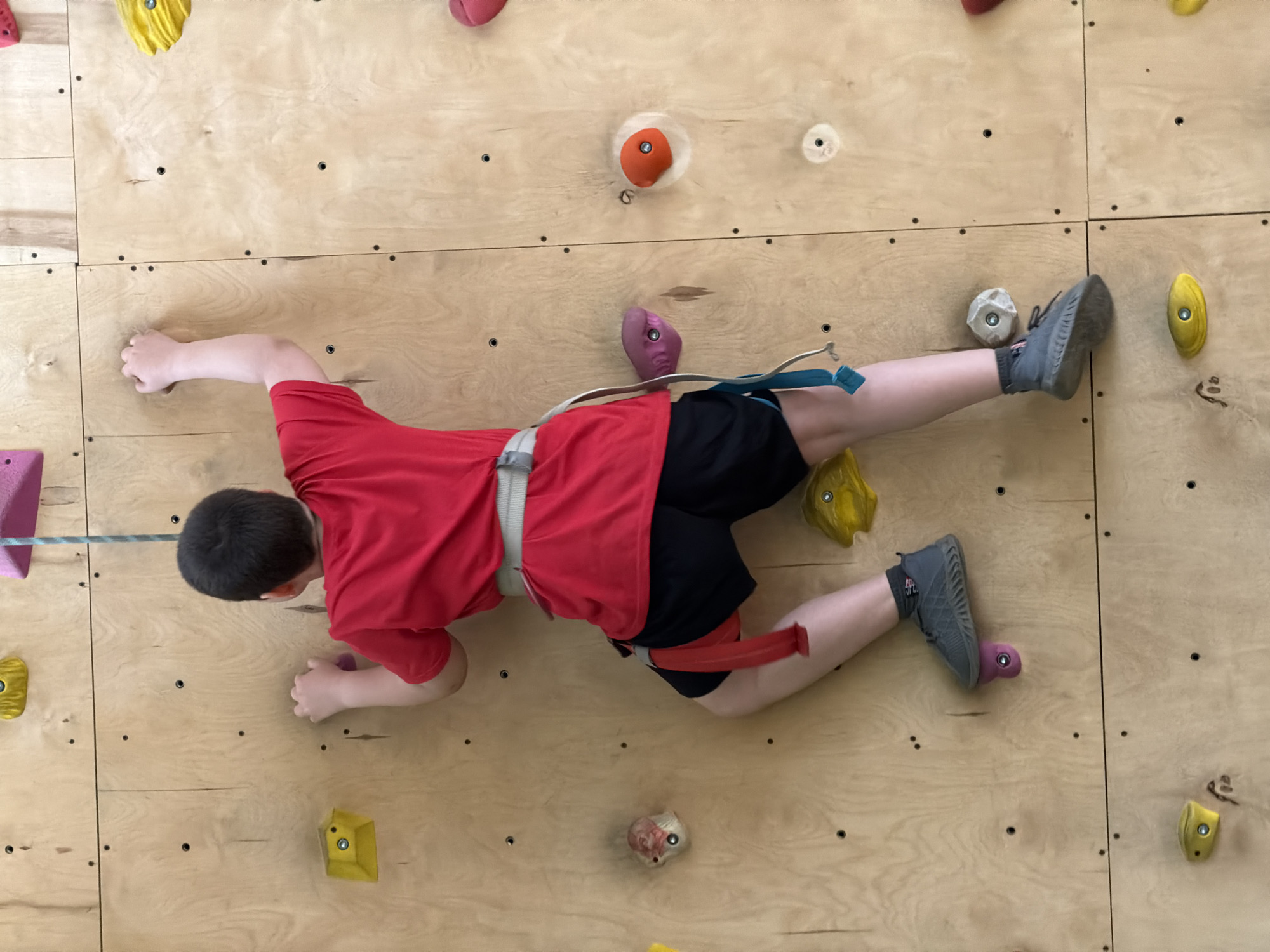 An overhead shot captures a person actively climbing an indoor climbing wall made of light-colored plywood panels. The person, a child or young adult with dark hair, is wearing a red short-sleeved top, black shorts, and grey athletic shoes with socks. They are secured by a grey and red climbing harness, to which a blue/grey rope is attached, suggesting a belayed climb.
The climber is positioned horizontally across the frame, with their body perpendicular to the direction of gravity as they ascend the wall. Their left hand grips a grey/white climbing hold, while their right hand holds onto a purple one. Their right foot is placed on a grey/white hold, and their left foot is pressing against a purple hold. Numerous other colorful climbing holds – including orange, yellow, pink, and additional grey/white and purple ones – are visible on the wall, secured by black screws. The plywood panels themselves are marked with a grid of small black screws, indicating points where holds can be attached. The scene depicts a focused moment of physical activity in a climbing gym or facility, likely in Izhevsk, Russia. There is no visible text in the image.