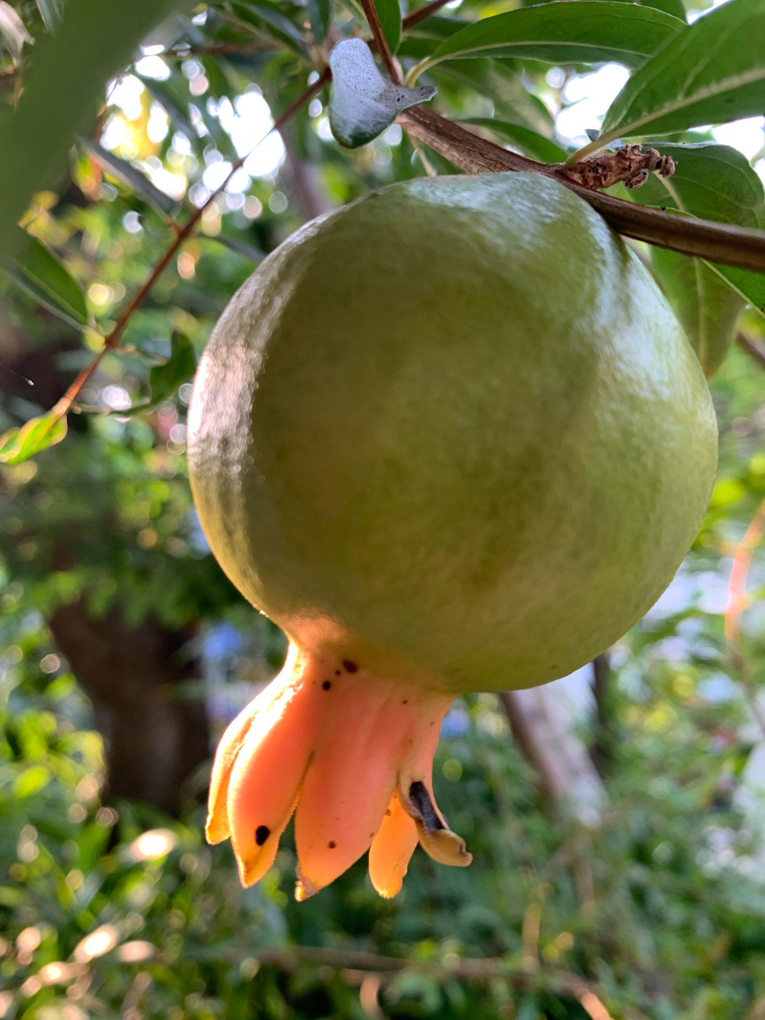 An unripe pomegranate, with a light green rind and a cluster of pale orange, petal-like calyxes at its base, hangs from a branch of a pomegranate tree. The fruit is illuminated by soft, warm light, creating highlights on its surface and casting subtle shadows. The background consists of lush green foliage and tree branches, out of focus, creating a bokeh effect with circles of light scattered throughout. The scene appears to be set in an outdoor environment, possibly a garden or orchard, with dappled sunlight filtering through the leaves. The image does not contain any people, actions, or interactions. The setting is not specific to the city of Mojokerto, Indonesia, or any identifiable urban location; it is a natural, botanical scene.