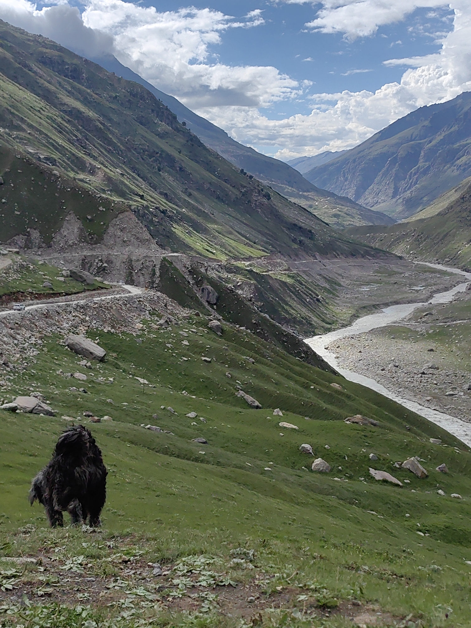 The image depicts a wide, mountainous valley in Bashisht, India. A narrow, winding dirt road is visible on the left side of the frame, carved into the steep, grassy mountainside. Two white vehicles are driving on the road. A river flows through the valley floor, flanked by rocky terrain and sparse vegetation. The mountains are covered in green grass and scattered rocks, with some areas showing signs of erosion. The sky is partly cloudy with dramatic, white clouds against a blue backdrop. In the foreground, a shaggy, dark-colored dog stands on a grassy incline, facing away from the camera and looking towards the valley. The overall scene conveys a sense of natural beauty and remoteness.