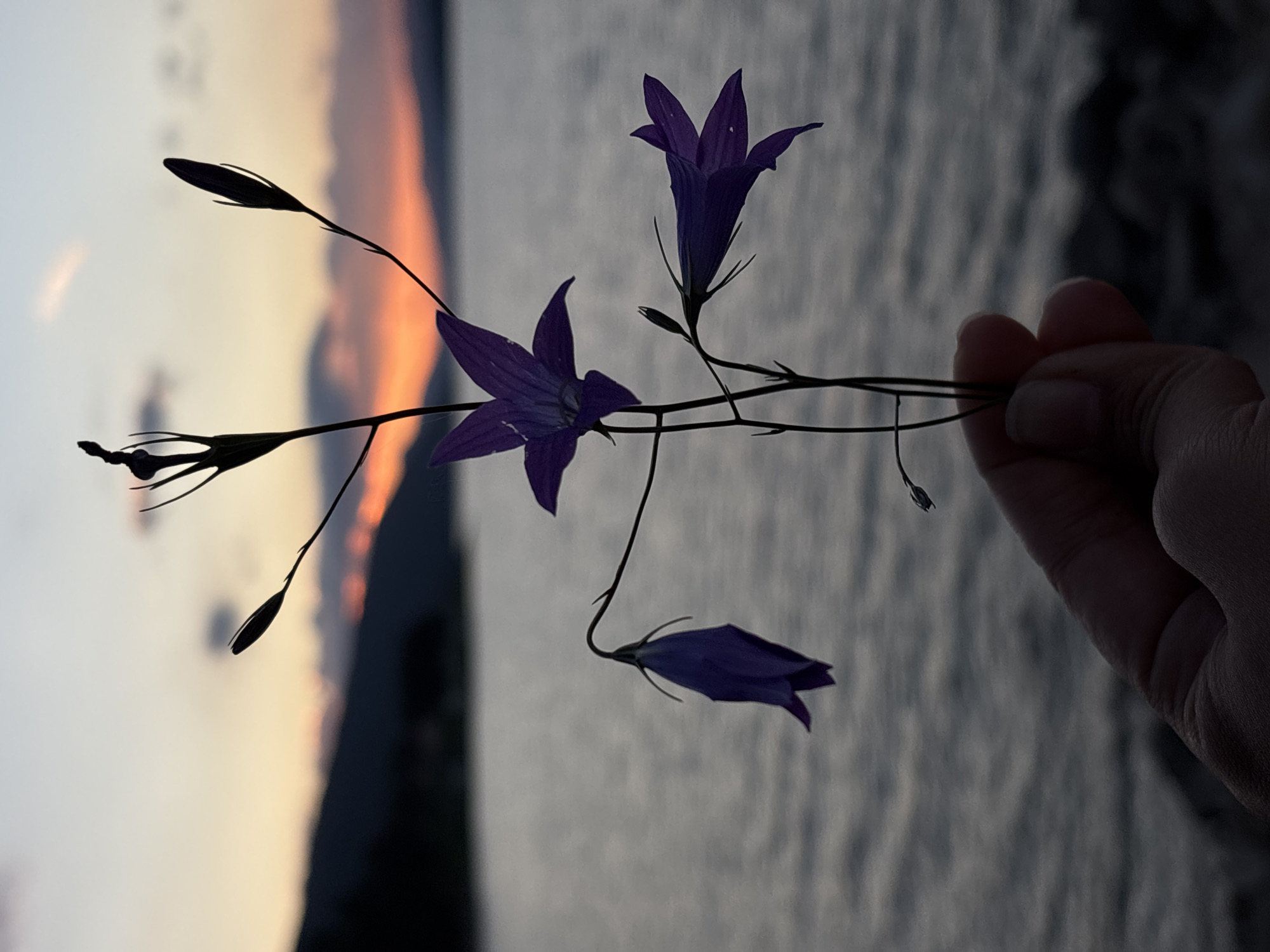 A hand holds a delicate sprig of purple bellflowers against a dusky twilight sky. The flowers are silhouetted, their dark forms contrasting with the soft, gradient hues of orange, pink, and yellow in the sky. Behind them, a calm body of water stretches out, meeting a dark, mountainous shoreline in the distance. The water reflects the muted colors of the sky, creating a serene and tranquil atmosphere. The image appears to have been taken outdoors, possibly near a coast or lake, during the transition from day to night.