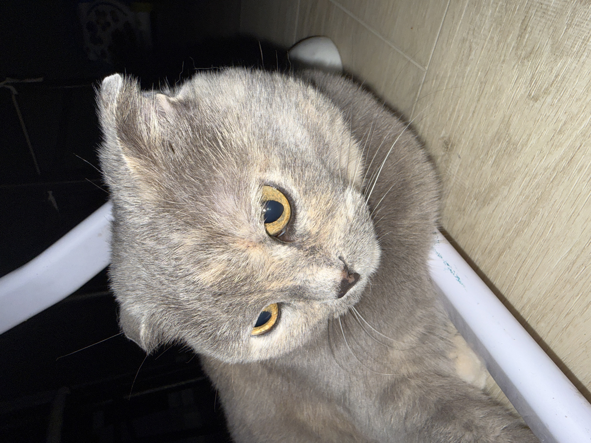 The image shows a close-up of a Scottish Fold cat with grey fur and amber eyes. The cat is lying on a wooden floor next to a white, cylindrical object, possibly a piece of furniture or plumbing. The cat's ears are folded forward, a characteristic trait of the breed. The background is dark, with some blurred shapes suggesting an indoor environment. There is no indication of the location being Mamony, Russia. The scene is static, with the cat appearing to be resting or observing something.