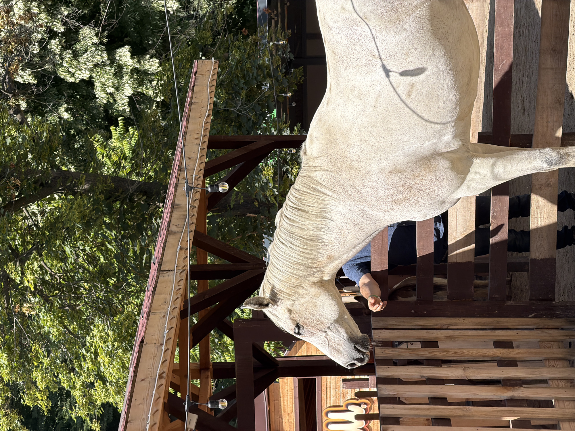 A light-colored horse stands in a fenced enclosure, with a person's arm visible resting on the fence. The horse is facing left, its head tilted slightly downwards. The enclosure is made of wooden slats. Behind the horse and enclosure, a wooden structure with a red-tiled roof is visible, decorated with string lights. Trees with green foliage form the background. The scene appears to be outdoors in a sunny environment. The location is not specified in the image.