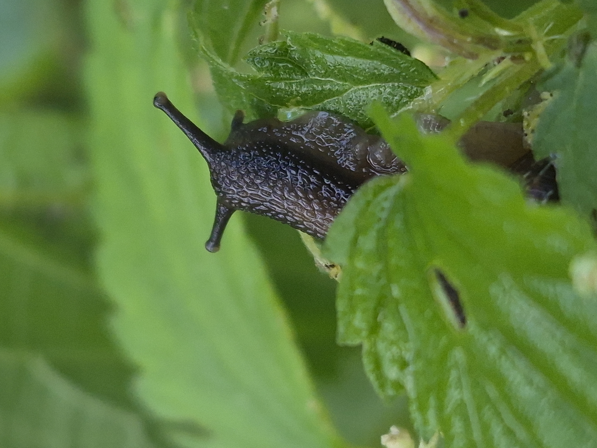 A close-up, eye-level shot shows a dark brown snail with visible textures on its mantle peeking out from behind lush green leaves. The snail has two prominent eye stalks extended upwards, tipped with small nubs. The focus is sharp on the snail's head and upper body, with the surrounding foliage blurred into soft green shapes. The environment suggests a damp, natural setting, typical of gardens or woodlands. The image does not contain any people or structures.