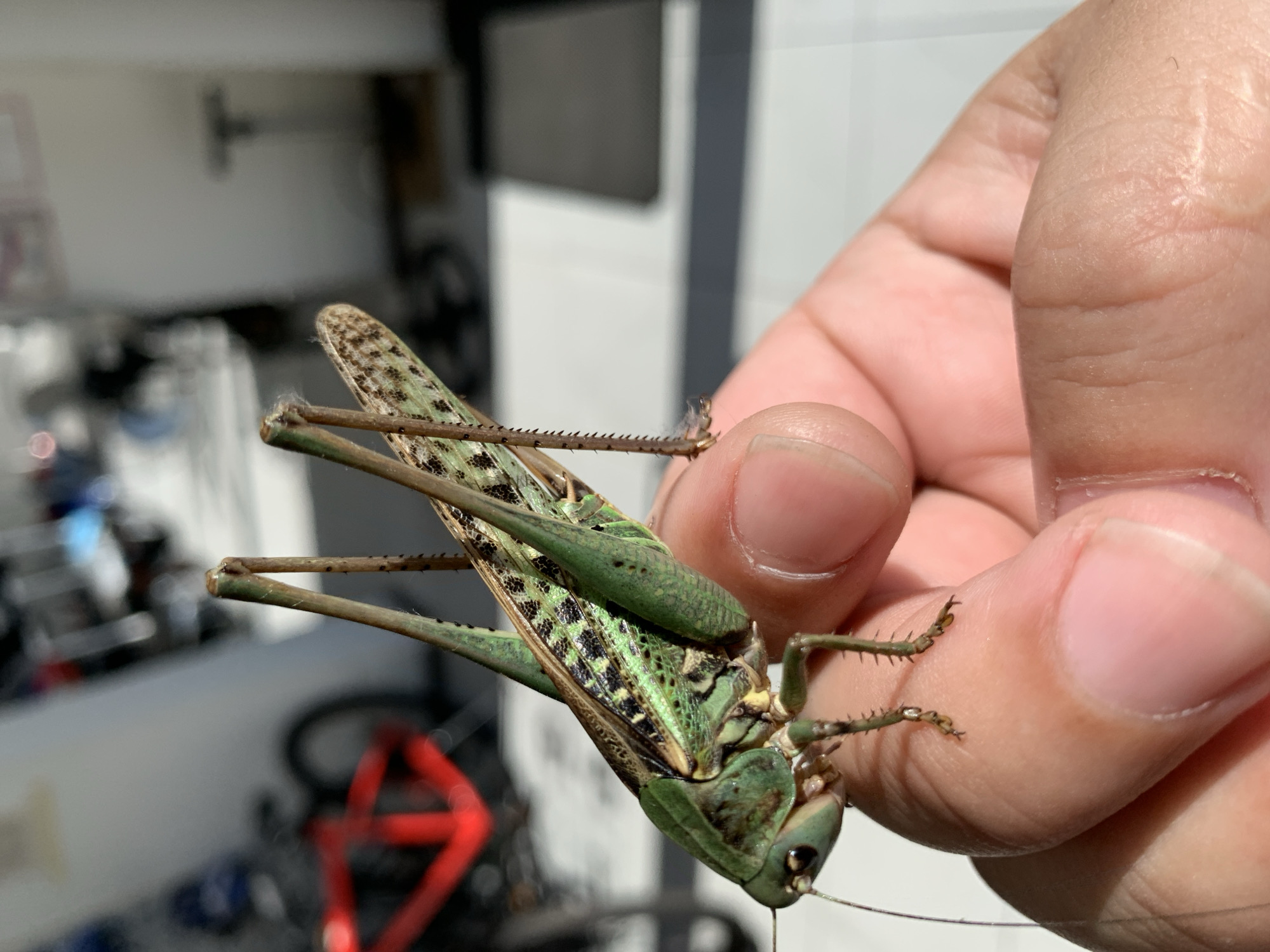 A large green grasshopper is held on a human hand. The grasshopper is positioned diagonally, with its head to the left and its hind legs extended towards the right. The insect's body is segmented, with visible legs and antennae. The hand is fair-skinned, with visible fingerprints. In the blurred background, bicycles are visible, some with red frames, suggesting an outdoor setting possibly in a city like Kropotkin, Russia, where such urban or park environments with recreational facilities can be found. The lighting suggests it is daytime, with sunlight casting shadows.