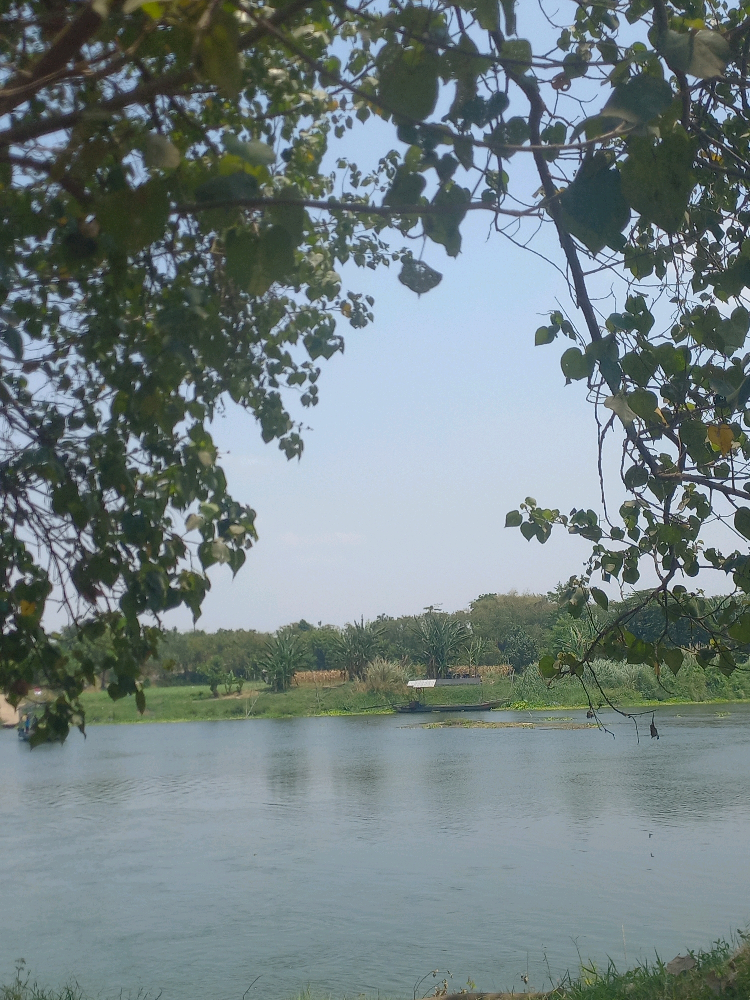 The image depicts a tranquil river scene in Puskesmas Keboan, Indonesia. The foreground is dominated by the branches and leaves of a tree, with some leaves obscuring parts of the sky and the middle ground. The river itself is wide and calm, with gentle ripples on its surface. In the distance, the opposite bank is lined with lush green vegetation, including palm trees and other tropical foliage. A small boat with at least two visible occupants is present on the river, suggesting human activity. The sky is a pale blue, indicating daylight, and there are no discernible clouds. The overall impression is one of natural beauty and a peaceful, rural environment.