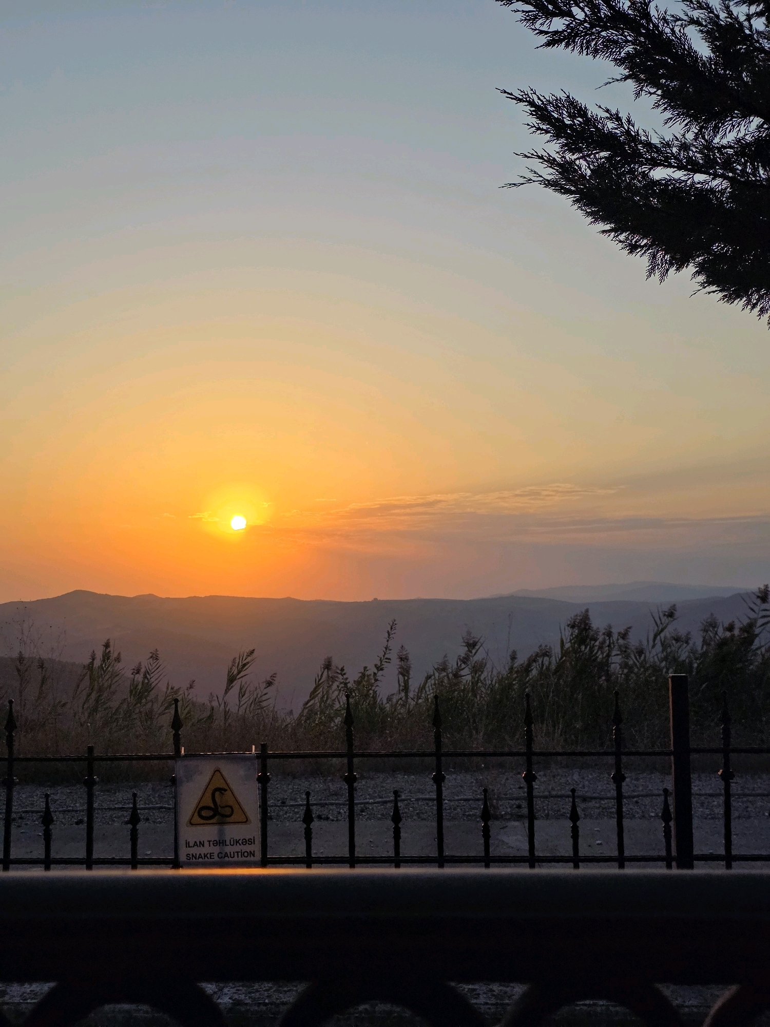 The image captures a serene sunset scene in Muğanlı, Azerbaijan, with a warm orange glow illuminating the sky. In the foreground, a black wrought-iron fence separates the viewer from a pathway or road. Attached to the fence is a yellow triangular warning sign with a black silhouette of a coiled snake, indicating "ILAN TƏHLÜKƏSİ" and "SNAKE CAUTION." Beyond the fence, tall, dry grasses and reeds grow, with distant, softly-hued mountains forming the horizon. A dark evergreen tree branch silhouetted against the sky is visible in the upper right corner. The overall atmosphere is peaceful, with the natural beauty of the landscape accentuated by the setting sun.