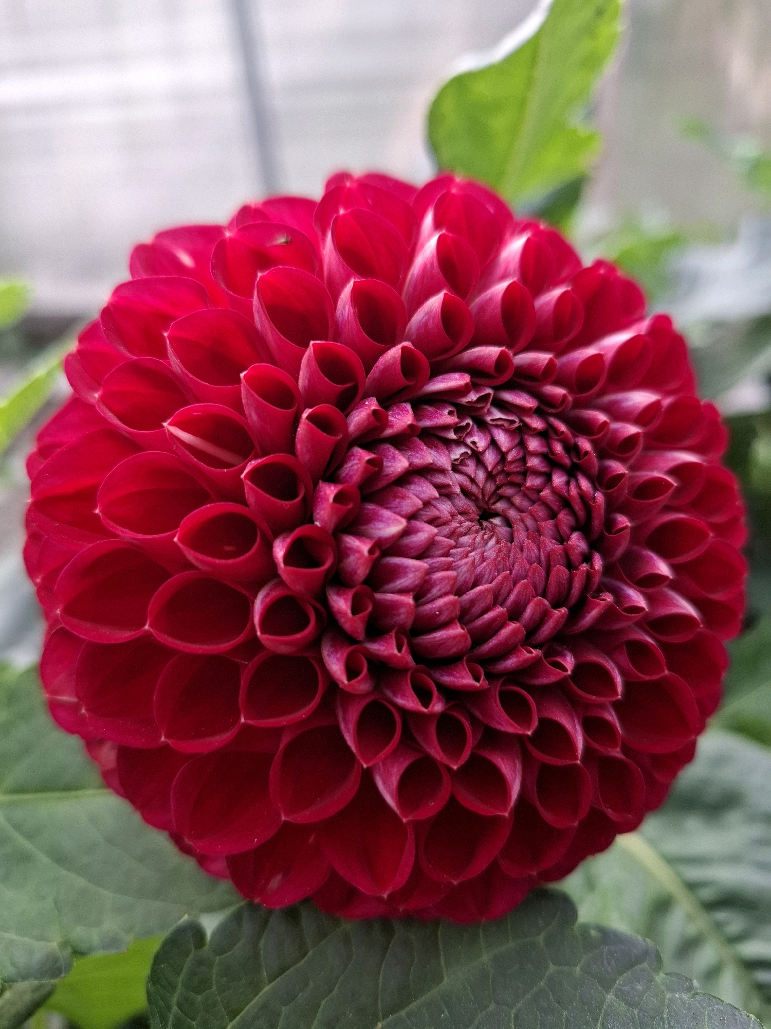 A close-up, slightly overhead shot focuses on a vibrant red dahlia flower. The petals are tightly packed and layered, forming a mesmerizing spiral pattern that leads to the center of the bloom. The outer petals are a rich, deep red, while the inner petals transition to a darker, purplish-red. The flower is set against a softly blurred background of green leaves and a pale, indistinct area that could be a wall or fence. The lighting is natural and highlights the velvety texture of the petals. There is a tiny dark insect visible on one of the outer petals. No specific location in the city of Tyumen, Russia, can be determined from the image.