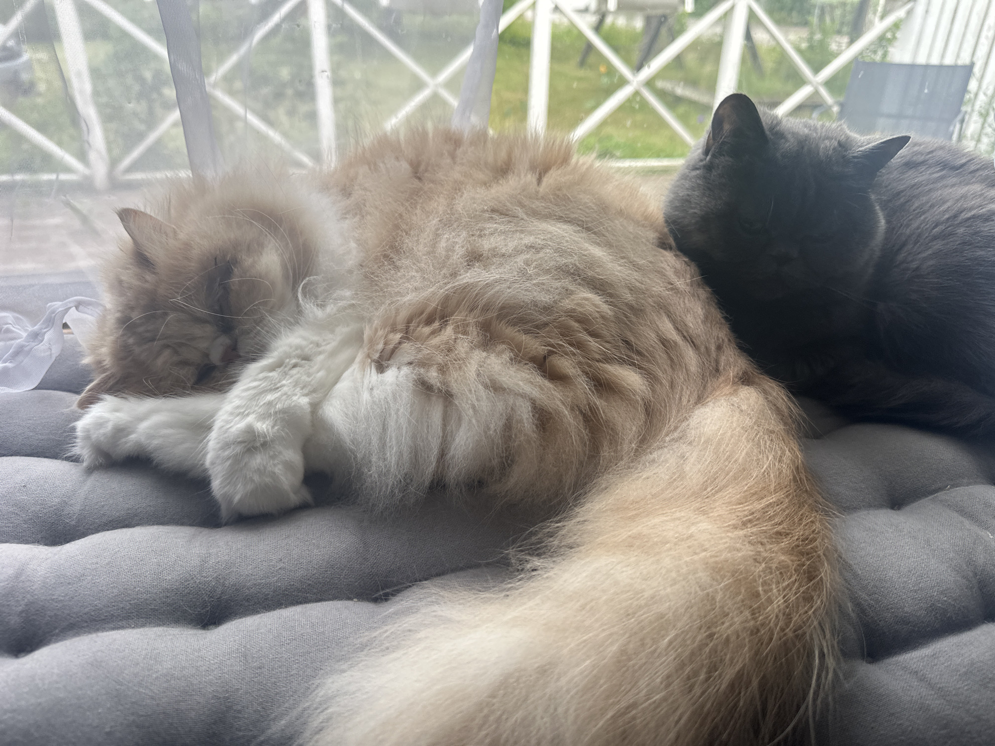This media file shows two cats sleeping on a gray, tufted cushion. The cat in the foreground is a long-haired, cream-colored cat with white paws. It is curled up, sleeping soundly, with its face buried in its fur. The second cat, in the background, is a dark gray cat, also sleeping. It is nestled against the cream-colored cat, its head resting on the other cat's back. Both cats appear to be comfortable and relaxed.
The setting appears to be indoors, near a window. A sheer white curtain is visible in the background, and through the window, a glimpse of greenery and white lattice fencing suggests an outdoor area, possibly a garden or yard. The lighting indicates it could be daytime, likely morning or afternoon, with natural light filtering through the window. The overall mood is peaceful and serene, capturing a quiet moment of rest for the two felines. There is no visible text in the image. The location context is Siuntio, Finland.