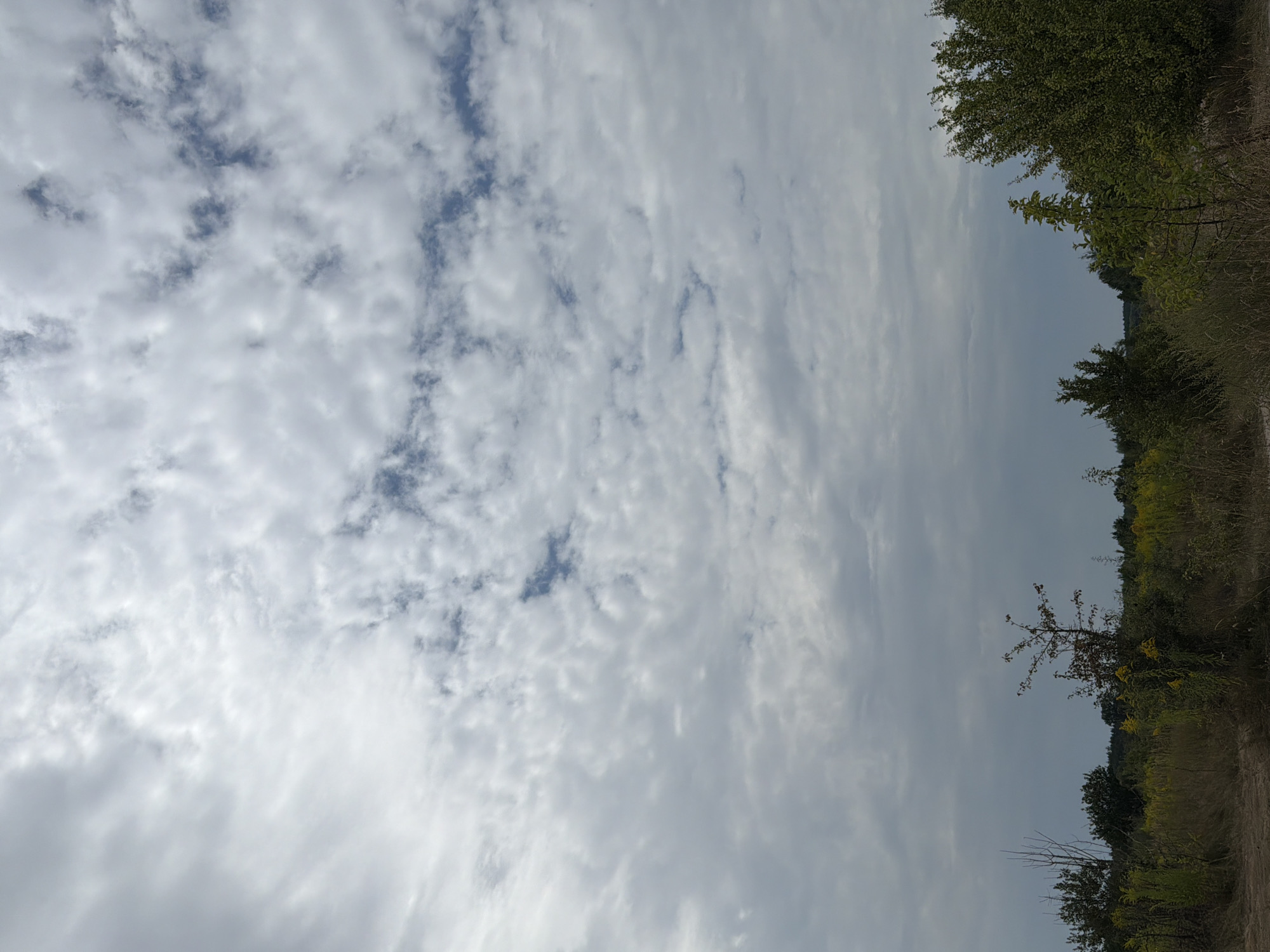 The image captures a cloudy sky over a landscape in Mali Kosharyshcha, Ukraine. The sky is filled with a mix of white and gray clouds, with some patches of blue visible. Below the sky, a field of dry grass and some scattered trees can be seen. The trees are varied in size and type, with some appearing to be deciduous and others evergreen. The overall impression is one of a natural, rural setting.