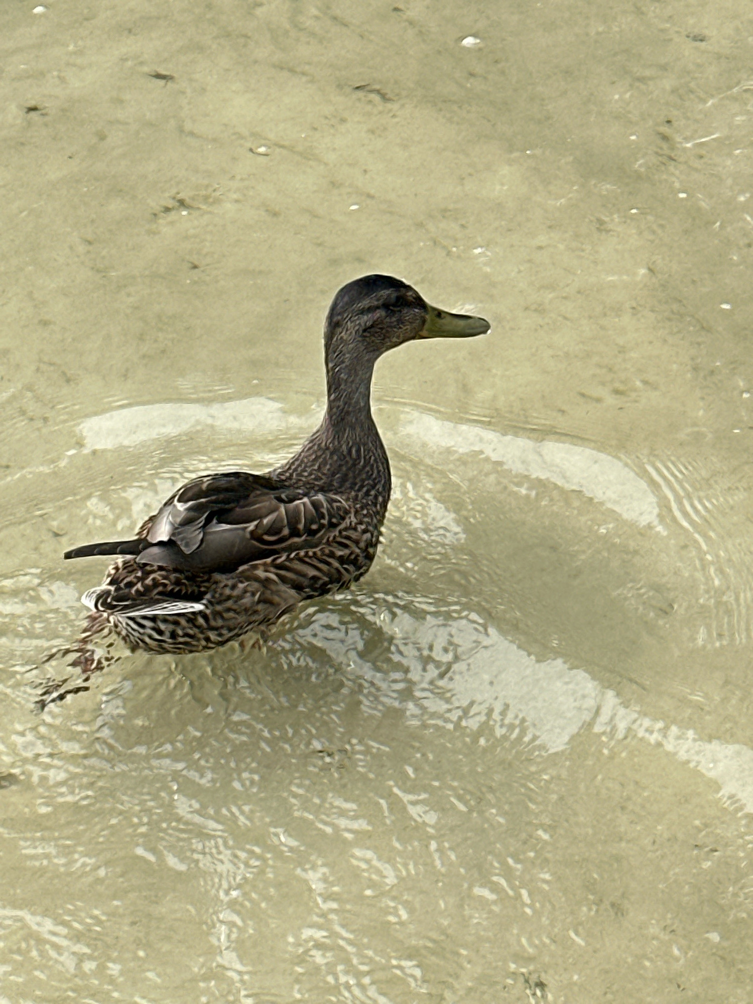 A female mallard duck is swimming in shallow, clear water, likely a lake or river, with a sandy bottom visible. The water is calm, with gentle ripples disturbing the surface. The duck is facing to the right of the frame, its head extended slightly forward. Its plumage is a mix of mottled brown and grey feathers, with darker markings on its back and a lighter, speckled pattern on its breast and belly. The duck's beak is a pale yellow-green. The background is an out-of-focus expanse of the water and its sandy bed, with a few small, light-colored flecks that could be shells or debris. The lighting suggests an overcast day or filtered sunlight, creating a soft, diffused illumination. The overall scene is one of natural tranquility, capturing a moment of the duck in its aquatic environment. The location is not identifiable from the image itself, and therefore cannot be specified as Мядзельскі сельскі Савет, Belarus.