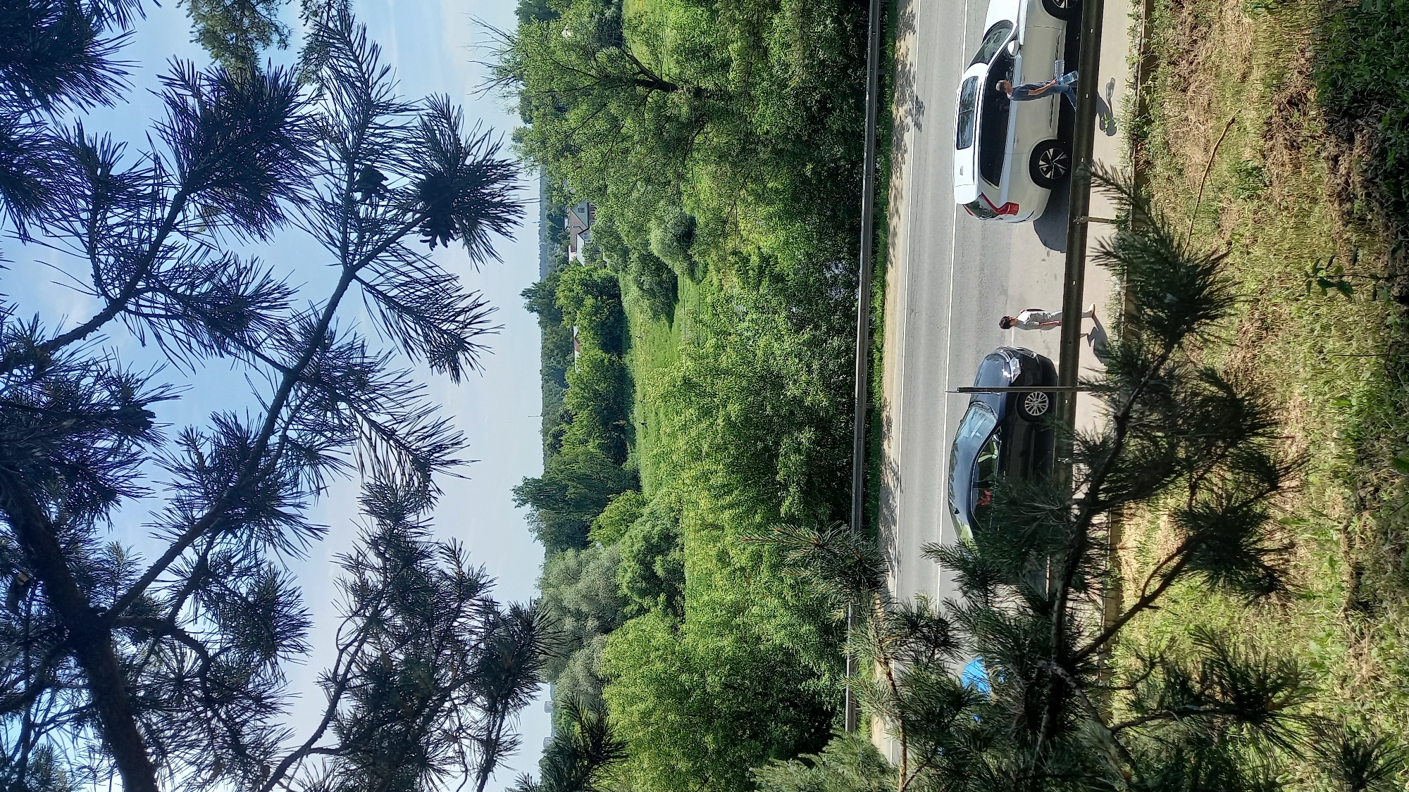 The image captures an elevated view of a natural landscape intersecting with a roadway in Zvenigorod, Russia, framed by dark pine branches and needles in the immediate foreground, obscuring portions of the sky and the lower scene.
The upper section reveals a partially cloudy blue sky, with silhouetted pine branches dominating the frame. Below this, a vast expanse of lush green vegetation characterizes the midground, consisting of dense deciduous trees, bushes, and grassy fields. A subtle, darker line winding through the greenery may indicate a small water body or depression. In the far distance, faint outlines of buildings and structures are visible, suggesting a distant settlement or urban edge.
Horizontally traversing the lower-middle section of the image is a two-lane asphalt road, marked with a dashed white line for lane separation and a solid white line on the shoulder. A silver metal guardrail runs parallel to the road, bordering a grassy embankment that slopes downwards.
On the roadside, two vehicles are present: a black four-door sedan is positioned closer to the viewer, and a white SUV with roof rails and a sunroof is situated behind it. Two individuals are on the sidewalk adjacent to the vehicles. An adult female, dressed in light-colored clothing, stands between the black sedan and the white SUV. Further along the sidewalk, an adult male, wearing a dark t-shirt and light pants, is walking towards the right, carrying a translucent blue container in his right hand. The scene is brightly lit by sunlight, evident from the distinct shadows cast by the pine branches, vehicles, and individuals.