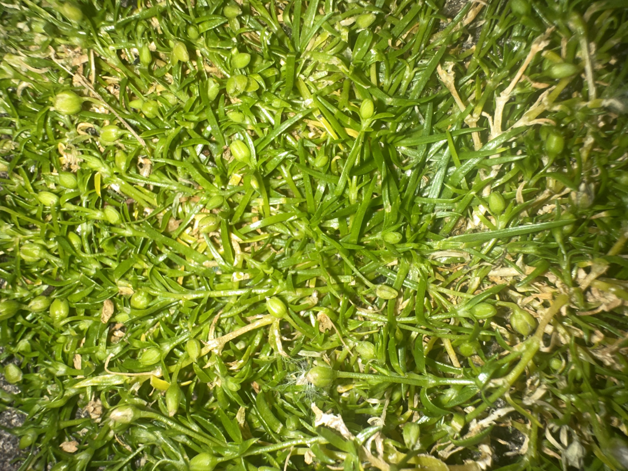 This media file is a close-up, top-down shot of a dense, green, herbaceous ground cover, possibly a type of moss or low-growing plant with small, bud-like structures. The foliage is a vibrant green, with some dried, brown elements interspersed, suggesting a natural outdoor setting. The lighting appears to be bright, creating highlights on the glossy leaves, and the image is slightly out of focus, giving it a soft, textured appearance. There are no people, and the scene is devoid of any obvious man-made objects or text. The overall impression is of a natural, undisturbed patch of vegetation, likely found in a damp or shaded area. Given the location context of Letterkenny, Ireland, this could be a common plant found in the local landscape, perhaps in a garden, park, or wild area. The time of day and weather are not discernible from the image itself, but the bright lighting might suggest daylight. There are no discernible emotions conveyed, as the subject is inanimate.