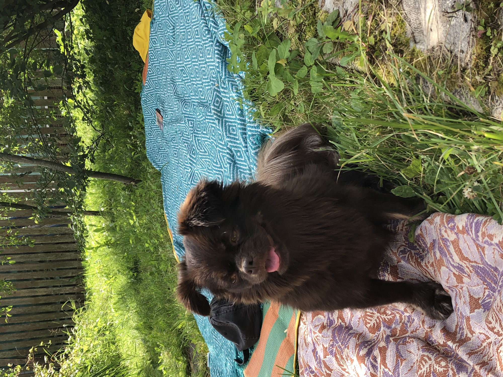 A medium-sized, fluffy, dark brown dog sits on a patterned blanket in a grassy area. The dog is facing the camera with its tongue slightly out and its ears perked up. Behind the dog, there are two other blankets, one turquoise with a geometric pattern and another yellow. A black baseball cap rests on a striped blanket to the left of the dog. The background consists of a wooden fence and lush green foliage, indicating an outdoor setting. The image appears to have been taken on a sunny day. There is no indication of the city of Красная Пресня Снт, Russia, within the image itself.