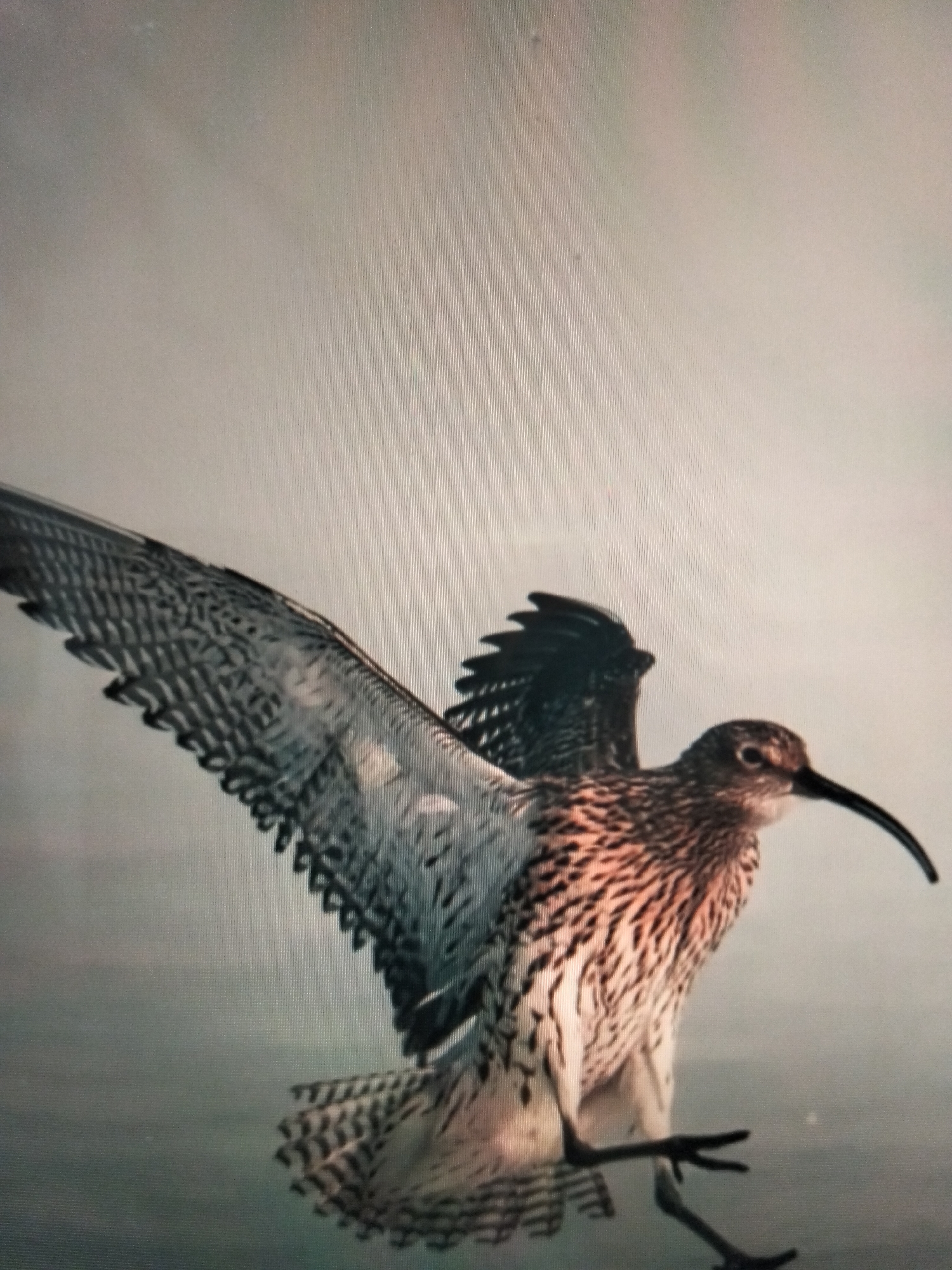 A curlew, a wading bird with a long, downward-curving bill, is captured mid-flight against a softly blurred, greyish background. Its wings are spread wide, revealing intricate patterns of dark and light feathers. The bird's body is predominantly brown and white, with speckled markings on its chest and neck. Its legs are visible, tucked slightly beneath its body, with its thin toes splayed. The focus is on the bird, with the environment providing a neutral backdrop. The image appears to be a photograph, possibly taken in a natural setting. There is no indication of the city of Payagaboh, Indonesia in this image.