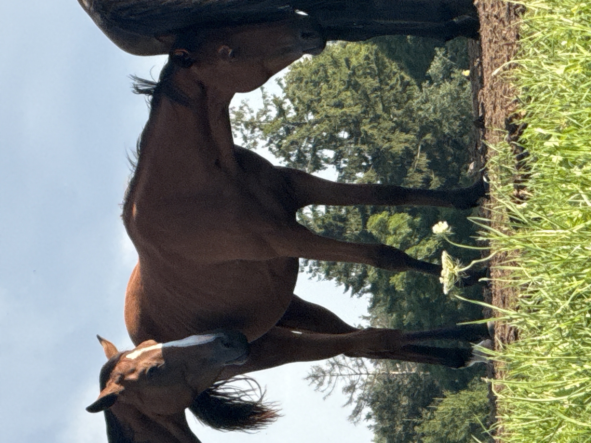 Two horses, one brown with a white blaze on its face and another dark brown, stand close together in a grassy field. The brown horse faces left, with its head lowered slightly, while the dark brown horse's head is lowered and obscured by its mane. In the background, a dense line of green trees forms a backdrop against a bright blue sky. Some wildflowers are visible in the foreground. The scene appears to be a natural outdoor setting. The location in Galinė, Lithuania, is not explicitly depicted within the image itself, but the provided context suggests this as the setting.