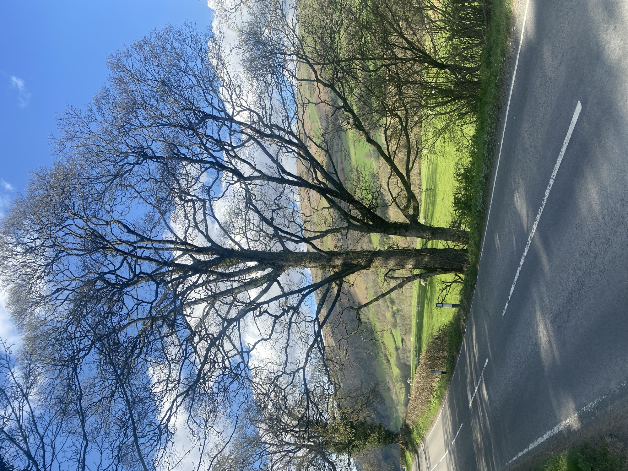 The image depicts a scene in Pen-y-bont-fawr, United Kingdom, featuring a large, bare tree prominently positioned beside a rural road. The tree's intricate network of branches stretches upwards against a backdrop of a partly cloudy blue sky. Beyond the tree, a green valley unfolds, dotted with grazing sheep. A gray asphalt road with white lane markings runs alongside the tree and along the valley. The landscape is hilly. The camera is positioned at an angle, tilting upwards towards the tree and sky. The day appears bright and sunny. There are trees that are on the left that are partially blocking the view of the sky.