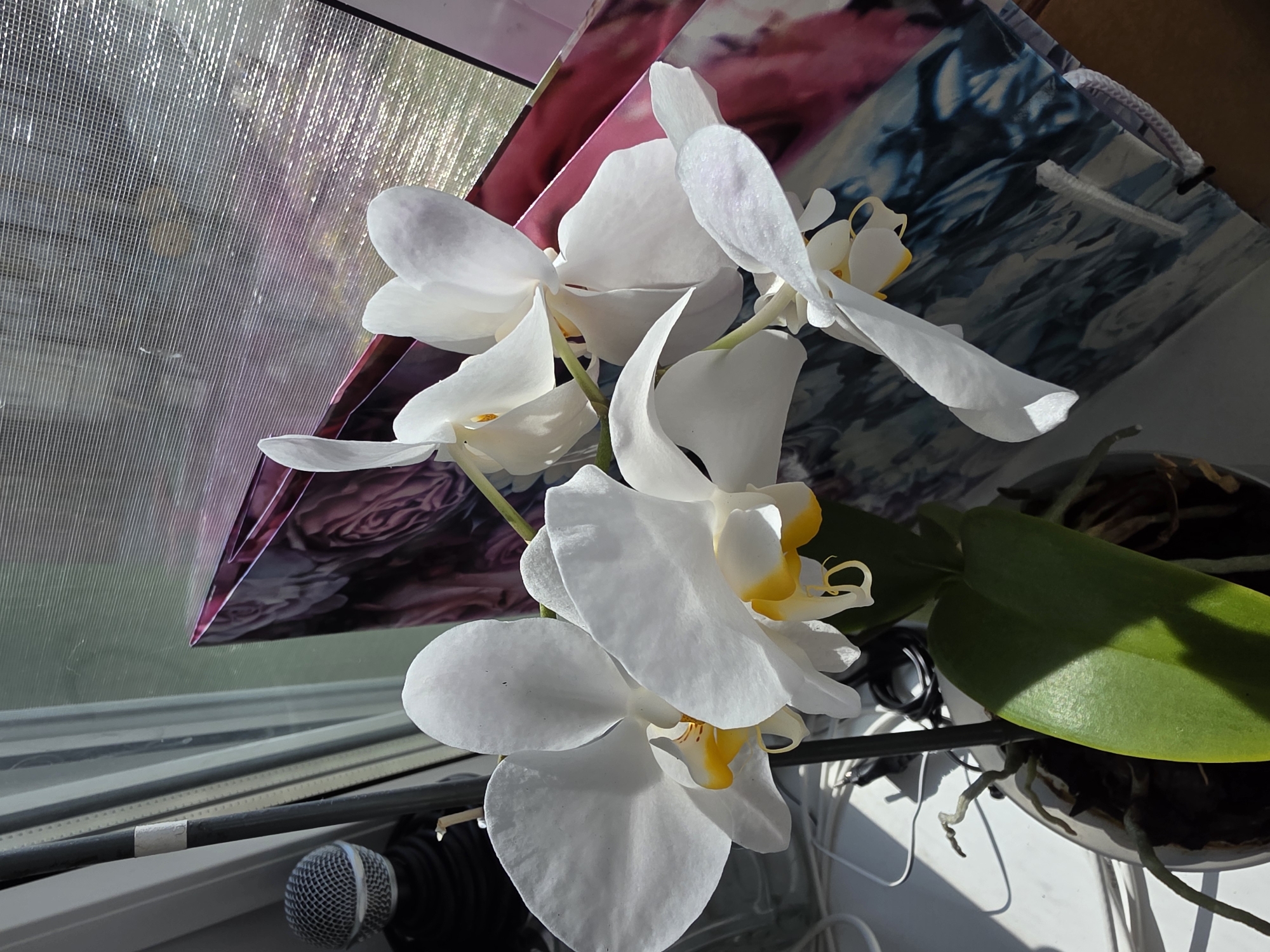 An indoor still life depicts a white moth orchid with yellow accents on its lip, positioned on a windowsill. Behind the orchid, a patterned gift bag with floral and abstract designs is visible, partially obscuring a window covered by a textured blind. To the left of the orchid, a microphone with a wire mesh grille is situated on a black stand. The overall lighting suggests a bright, sunny day.