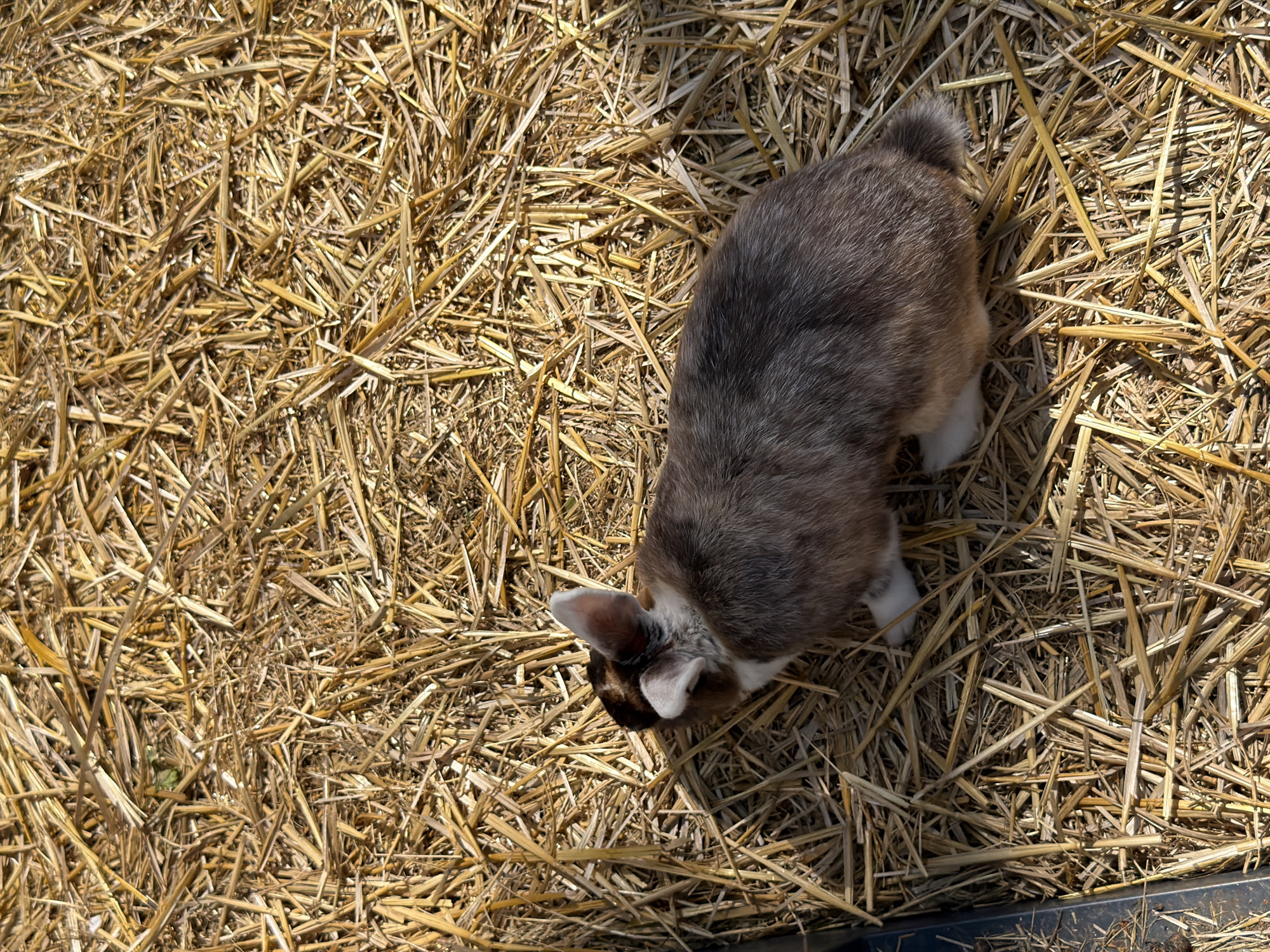 This is a top-down, eye-level, medium shot of a small, fuzzy rabbit partially visible on a bed of dry straw. The rabbit is facing downwards, with its head slightly tilted, as if investigating something in the straw. Its fur is a mix of grey, brown, and white, with distinct white ear tips and a white patch on its chest. The straw is golden brown and appears dry and abundant, filling the majority of the frame. The lighting suggests it is daytime, with sunlight casting shadows and highlighting the texture of the straw. There are no people visible. The scene is likely an outdoor enclosure or pen, possibly a rabbit hutch or a farmyard setting. No text is visible. The overall impression is one of a peaceful, natural moment with a young animal.