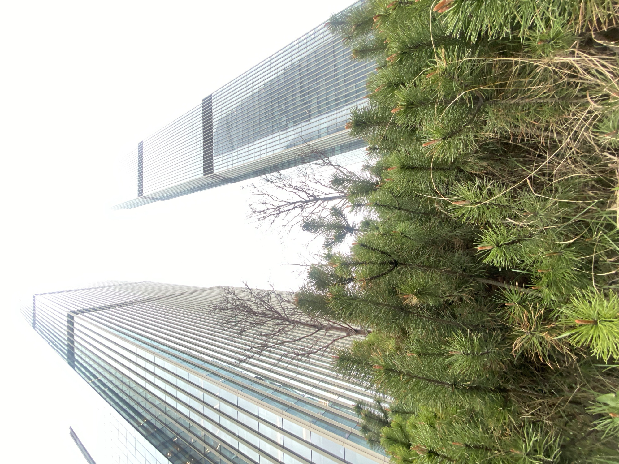 A low-angle shot showcases two modern, glass-clad skyscrapers in Moscow, Russia, partially obscured by a green pine tree. The building on the right extends upward, vanishing into the hazy white sky. The second, left skyscraper rises less prominently, also blending into the overcast atmosphere. The pine tree, located on the right side of the frame, appears close to the camera, adding texture and depth to the image. A leafless tree branch also appears between the pine and the skyscrapers.