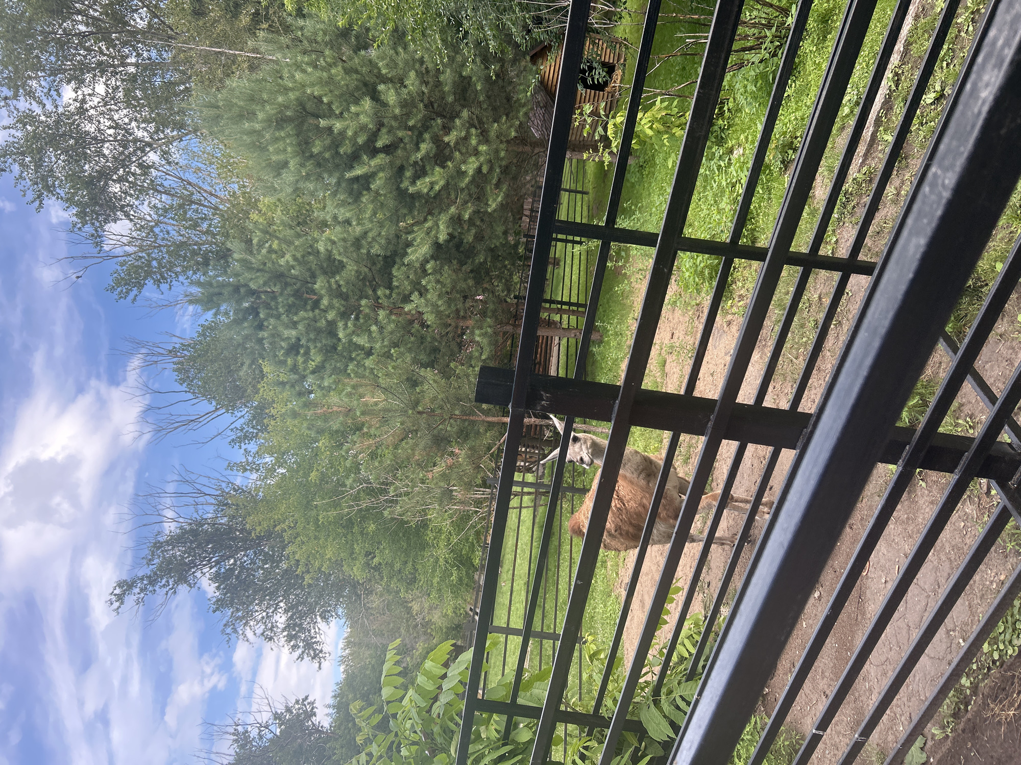 An outdoor enclosure contains a light brown llama with long ears, standing on a dirt and grass surface. The llama is facing left, looking towards the viewer. The enclosure is fenced with black metal bars. Behind the llama, there is a wooden dog house, more fencing, and lush green trees under a blue sky with scattered white clouds. The scene is set in the city of Bolsherechye, Russia.