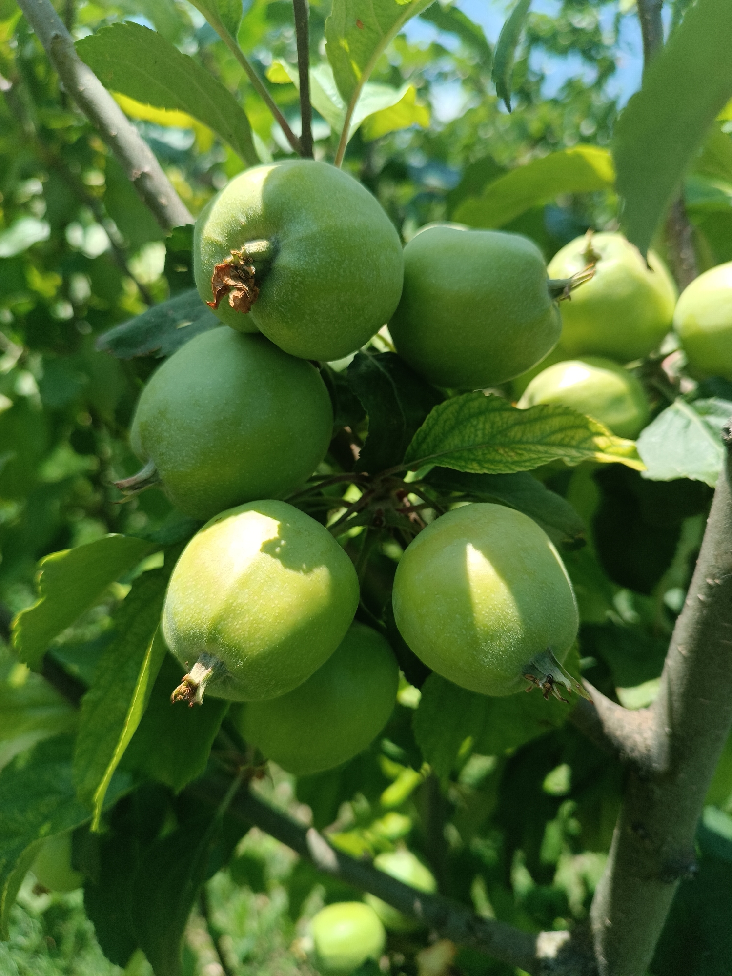 The image shows a cluster of unripe green apples growing on a tree branch. The apples are round and have a smooth texture, with some showing a slight reddish blush. Sunlight filters through the green leaves, creating dappled shadows on the fruits. The background is filled with more foliage and hints of a bright blue sky, suggesting a sunny day in an orchard or garden setting. This scene is not specific to any particular city and cannot be geographically located to Talin, Armenia.