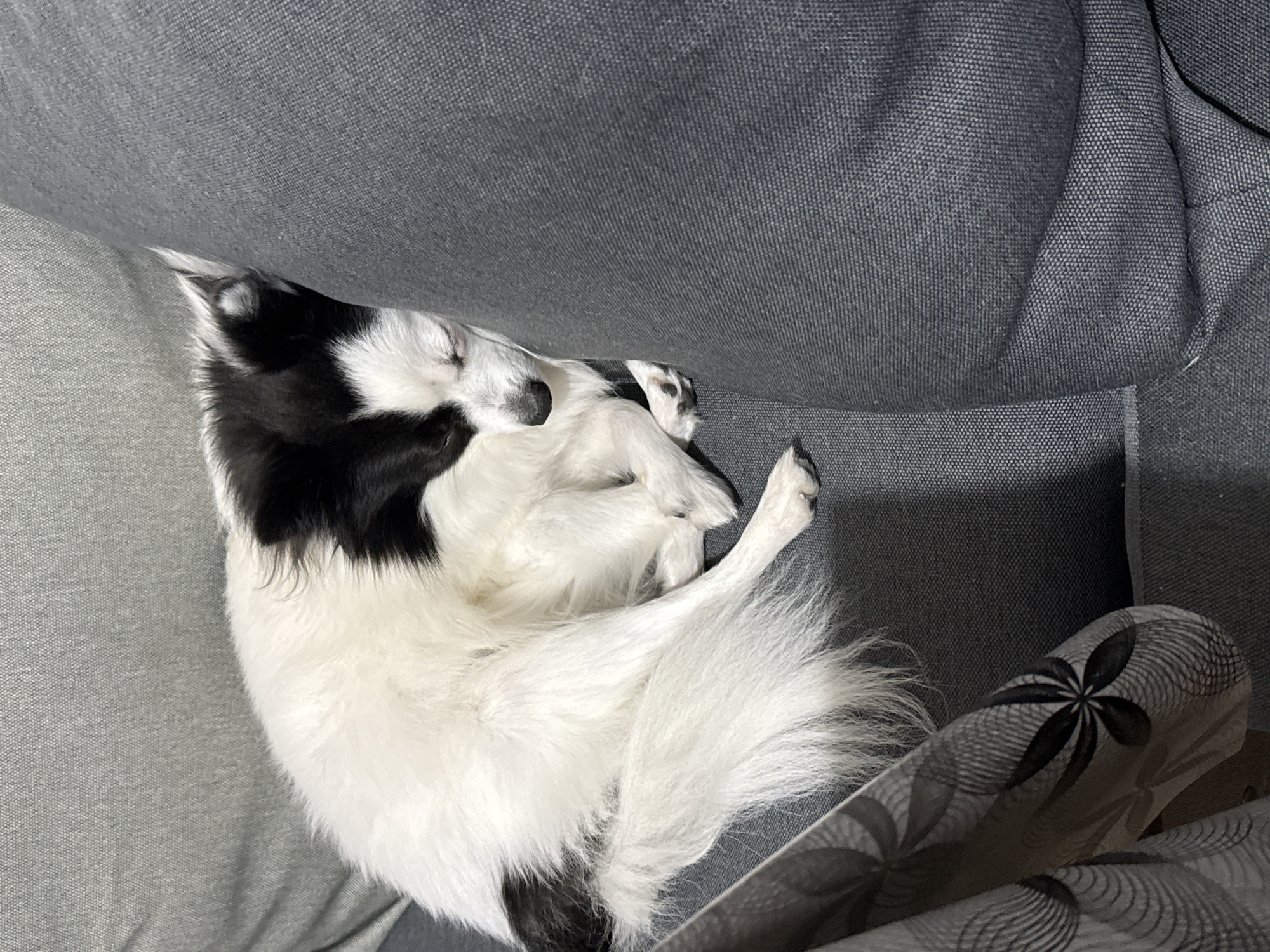 A black and white dog is curled up asleep on a gray couch. The couch is made of fabric, and there is a decorative pillow with a floral pattern next to the dog. The location is not discernible.