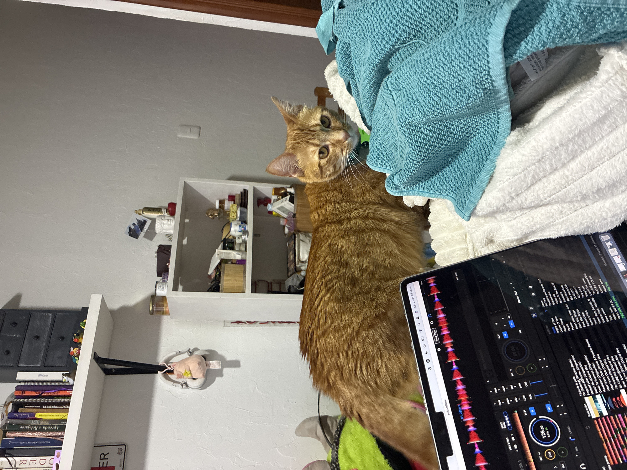 The image depicts an orange cat looking at the camera. It stands on a pile of clothes, including a blue towel, and appears to be next to a laptop displaying a music production interface. Behind the cat are shelves with various objects, including books, storage boxes, and decorative items. The room has white walls. The location is unspecified within Mexico City, Mexico.