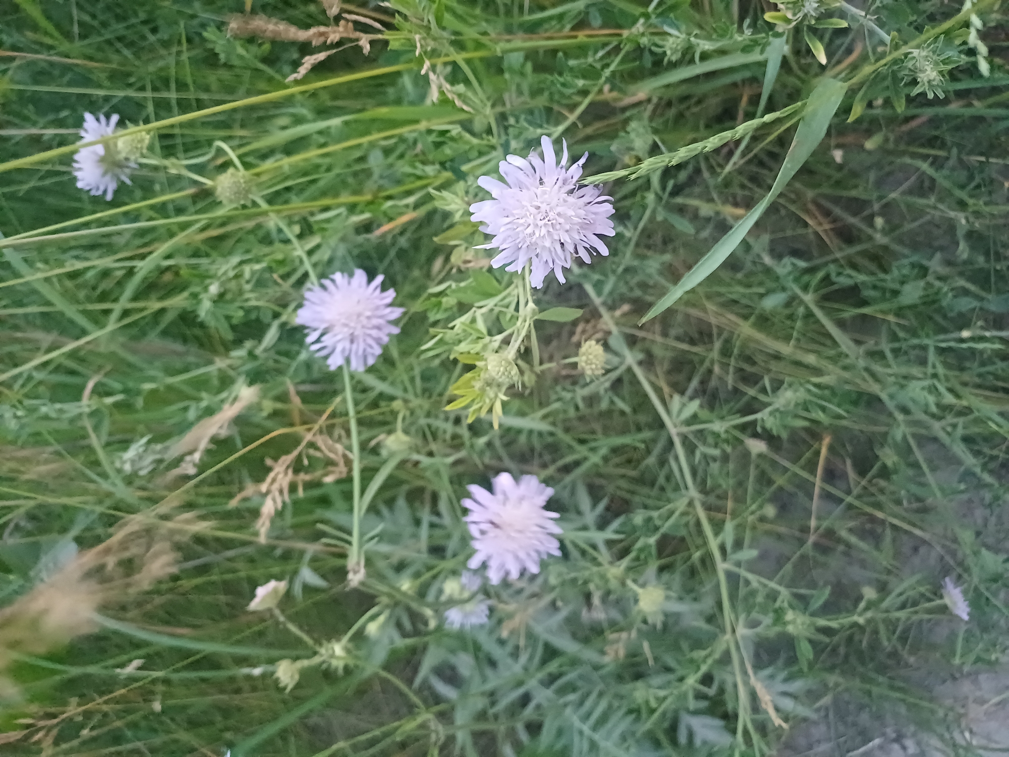 A cluster of pale purple scabiosa flowers are blooming in a field of green grass and vegetation. Some of the flowers are in full bloom, while others are still buds. The scene appears to be in a natural setting, possibly a meadow or roadside. The image is captured from a slightly elevated angle, looking down on the flowers. The overall impression is one of natural beauty and tranquility. The location is the city of Trypillia, Ukraine.