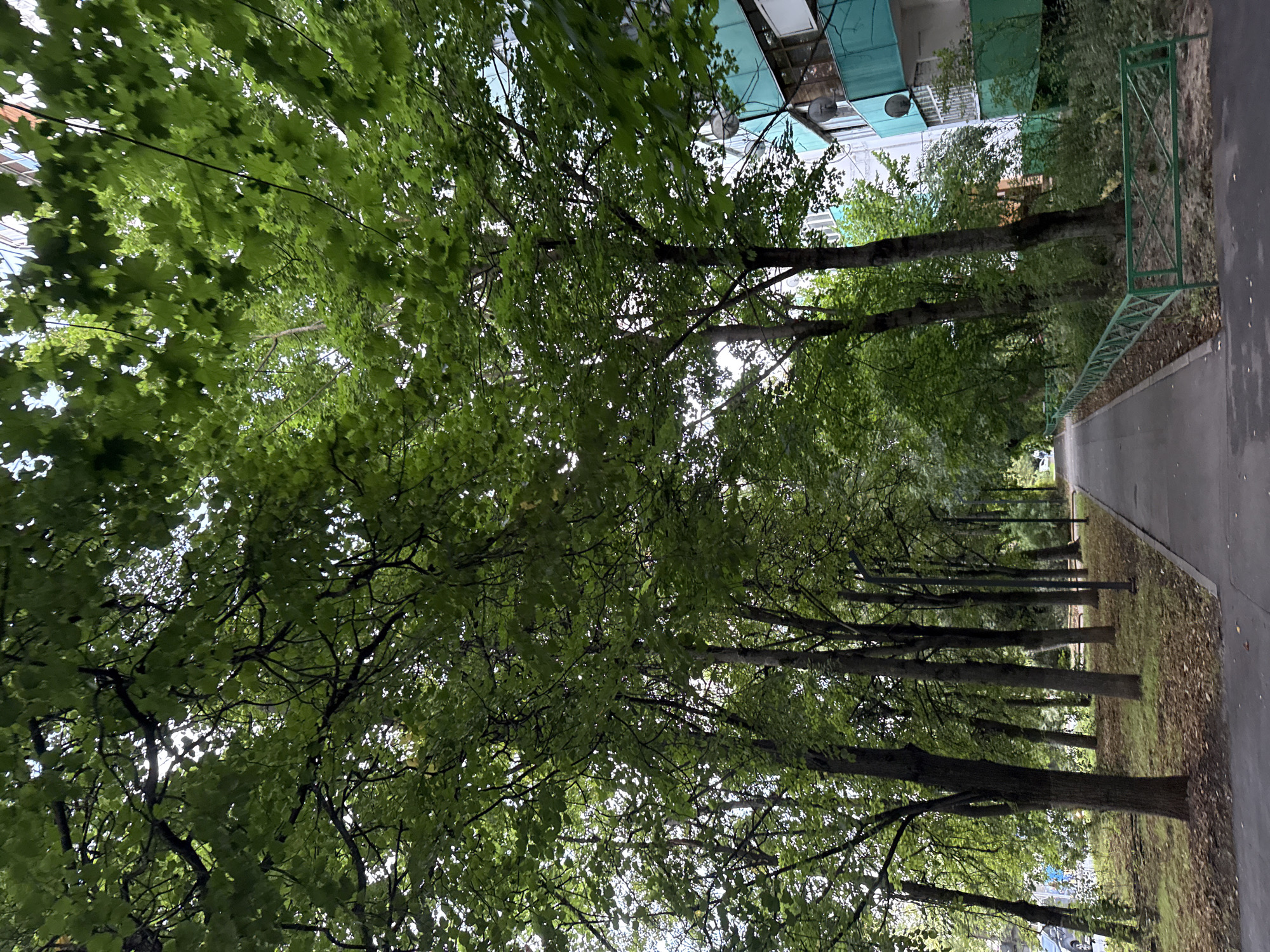 The image depicts a tree-lined pedestrian walkway in the city of Khimki, Russia. Lush green trees with dense foliage arch over the paved path, creating a shaded canopy. On the right side of the walkway, a building with a turquoise facade and balconies is visible, along with a green metal fence. The ground beneath the trees is covered in fallen leaves and grass. A few streetlights are also present along the path. No people are clearly visible in the image. The overall scene conveys a sense of an urban park or residential area with abundant greenery.