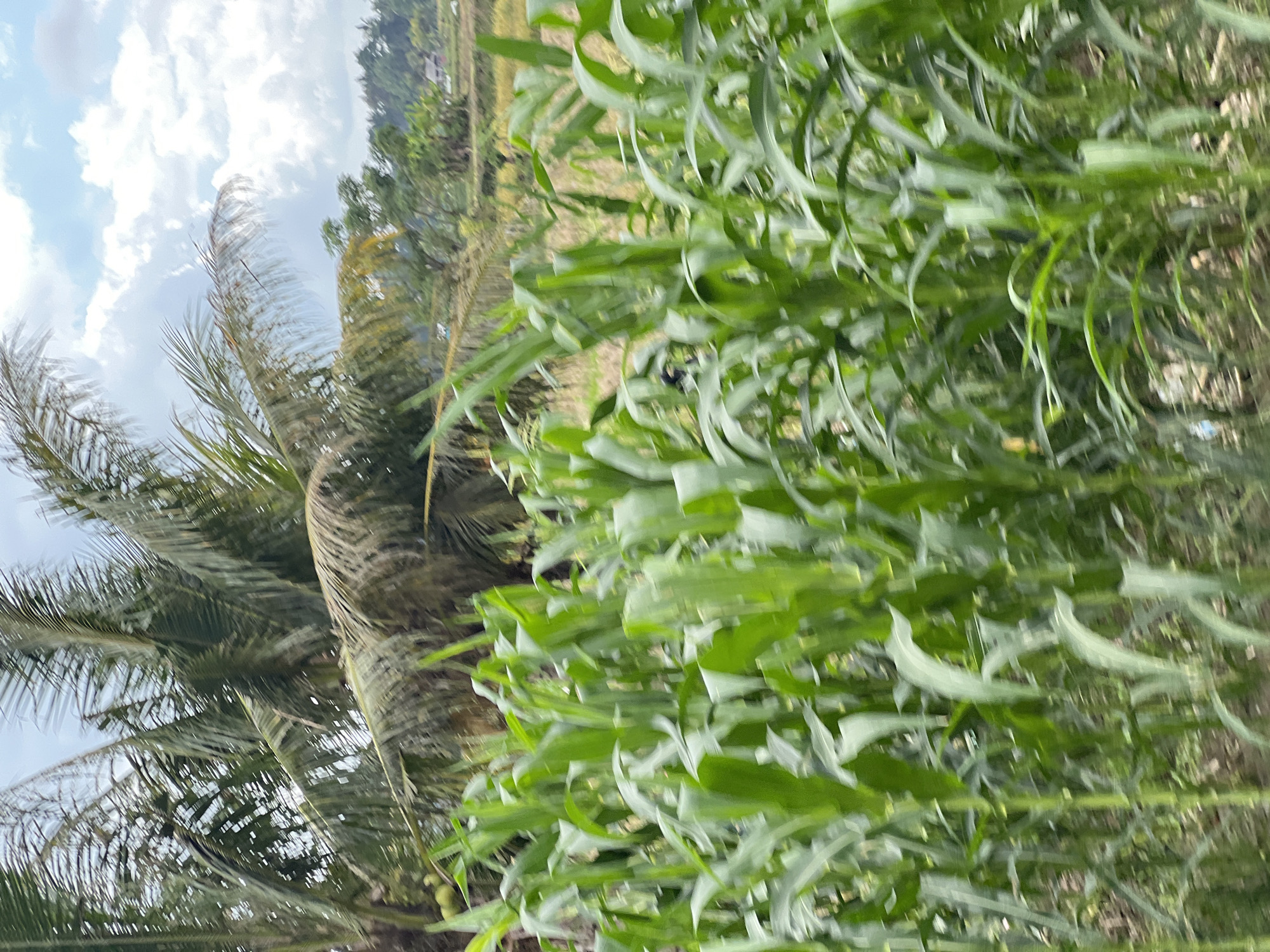 An eye-level, slightly blurred medium shot captures a field of vibrant green corn stalks in the foreground. In the background, a tall palm tree with its fronds extending towards the right dominates the scene, partially obscuring a bright, partly cloudy sky. Beyond the palm tree, a landscape of rice paddies and distant trees creates a rural Indonesian atmosphere, likely in or around Abiansemal, Bali, Indonesia. The image appears to be taken from a moving vehicle.