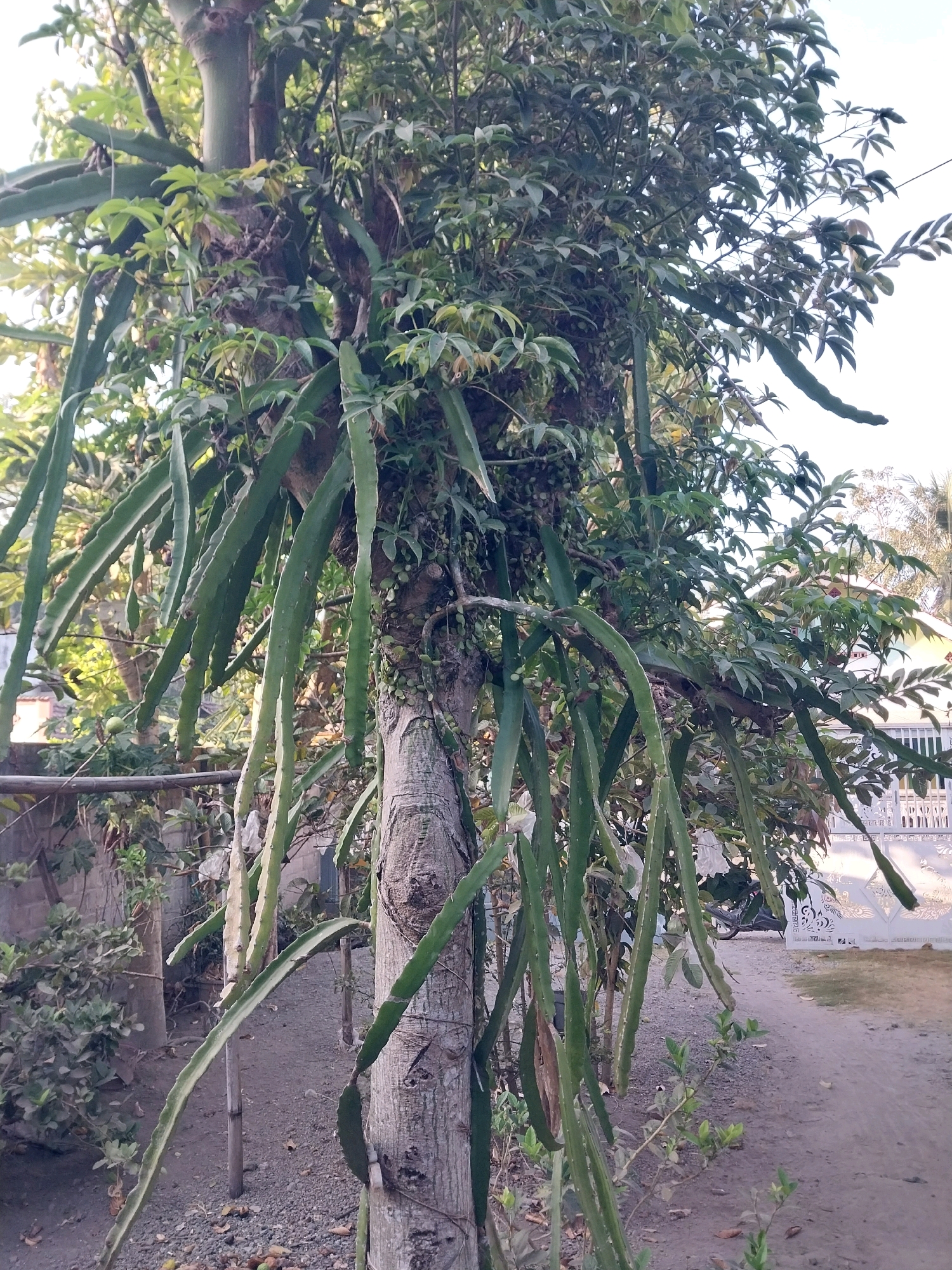 A dragon fruit plant, characterized by its long, segmented, green stems, is growing on a thick, rough-barked tree trunk. The plant's stems hang downwards, some reaching close to the ground. Lush green foliage from the dragon fruit plant and other surrounding vegetation create a dense canopy. In the background, a gravel pathway is visible, with a white decorative fence and a glimpse of a building. The overall setting appears to be an outdoor, possibly residential, area in Nglegok, Indonesia.