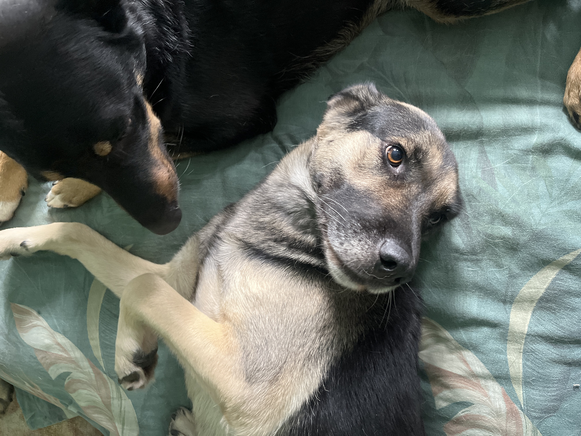 The image shows two dogs lying on a patterned green blanket. One dog, with black fur and brown markings on its face, is lying on its side in the foreground, looking towards the camera. Its left front paw is visible. The other dog, mostly black with some tan markings, is lying partially over the first dog, with its head in the upper right portion of the frame, looking down. Both dogs appear to be relaxed. The blanket has a light green base with a pattern of light pink and cream-colored abstract leaf-like shapes. There are no people visible in the image. No information is provided regarding the location in the city of Nizhny Tagil, Russia.