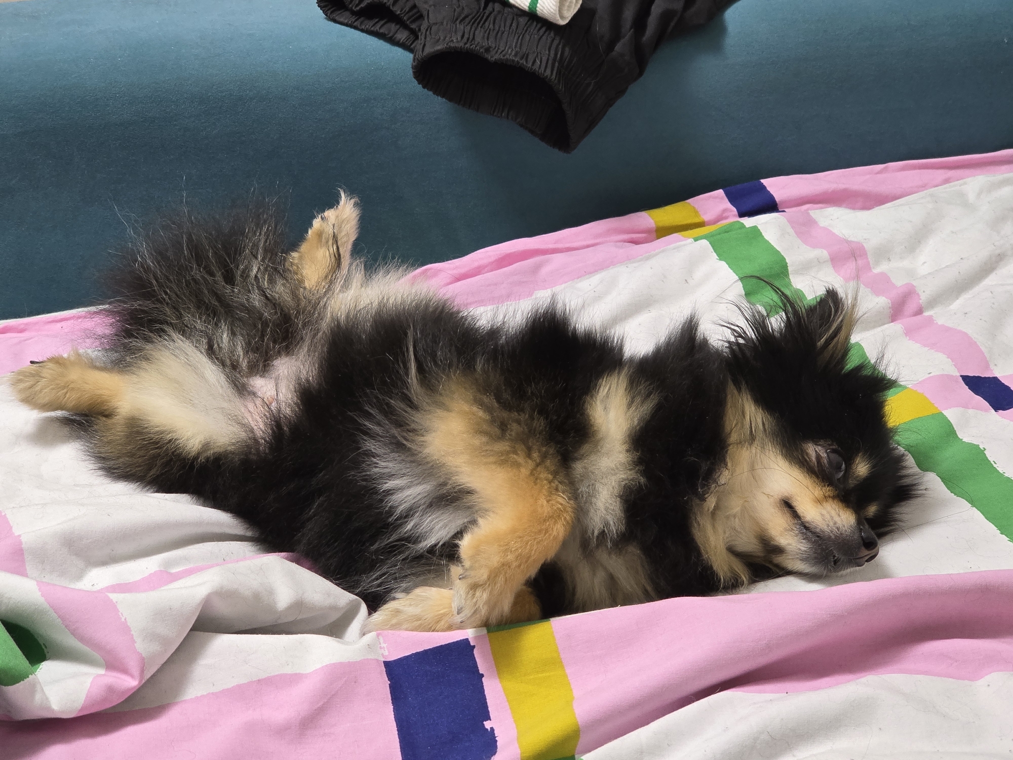 A black and tan Pomeranian dog is lying on its back on a bed with striped bedding. The dog is mostly black with tan markings on its legs, chest, and face. It is stretched out, with its paws in the air. The bedding has white, pink, yellow, green, and blue stripes. In the background, there is a teal couch with black shorts on it.
The image was taken in Khimki, Russia.