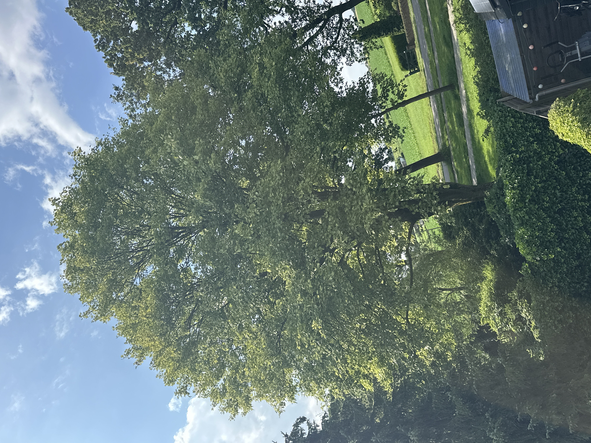 The image captures a sunlit outdoor scene dominated by a large deciduous tree with lush green foliage. The tree is situated amidst a verdant landscape featuring other trees and bushes. In the background, a paved path or road runs alongside a green field. A portion of a wooden structure, possibly a shed, with a blue roof and some decorative lights, is visible in the lower right corner. The sky above is blue with scattered white clouds. The scene appears to be located in the city of Steenwijk, Netherlands. There are no people or animals visible in the image.