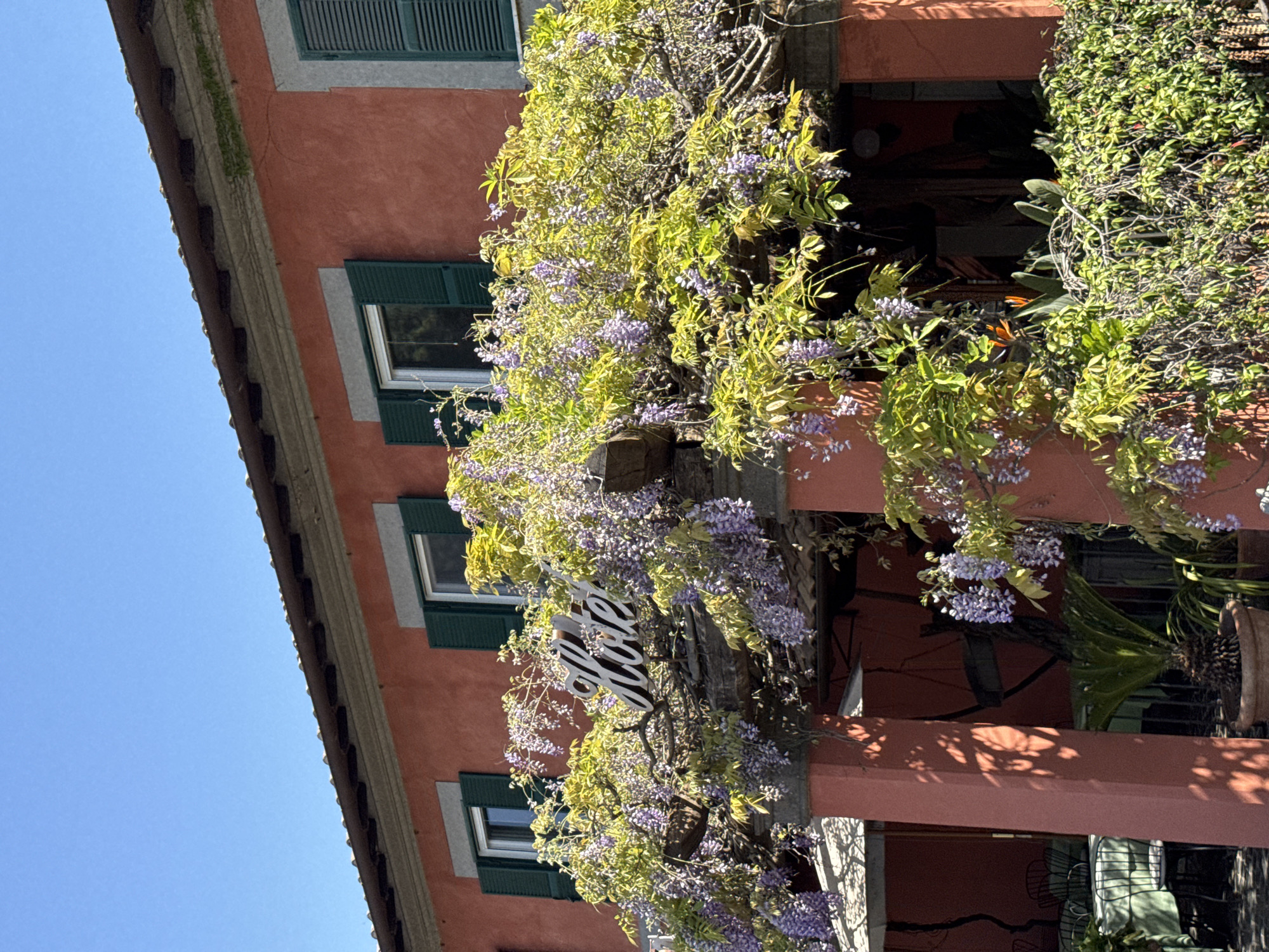 A vibrant terracotta-colored building, likely a hotel or restaurant in Castel Gandolfo, Italy, is depicted under a clear blue sky. The facade is richly covered with a blooming wisteria vine, showcasing abundant light green leaves and clusters of delicate purple flowers that cascade over an overarching structure.
The building features several vertically aligned windows, each framed by light gray trim and equipped with dark green louvered shutters, some of which are partially open. Amidst the dense wisteria foliage, a white, stylized sign spelling "Hotel" is clearly visible, hanging from the wisteria-draped overhang.
Beneath this flowering canopy, dark interior spaces are glimpsed, revealing what appear to be restaurant or cafe settings with chairs, tables, and potted greenery, including a large palm-like plant and a terracotta pot. Strong, bright sunlight illuminates the scene, casting distinct shadows from the foliage and architectural elements onto the building and its interior. The overall impression is one of a picturesque and inviting European setting on a sunny day.