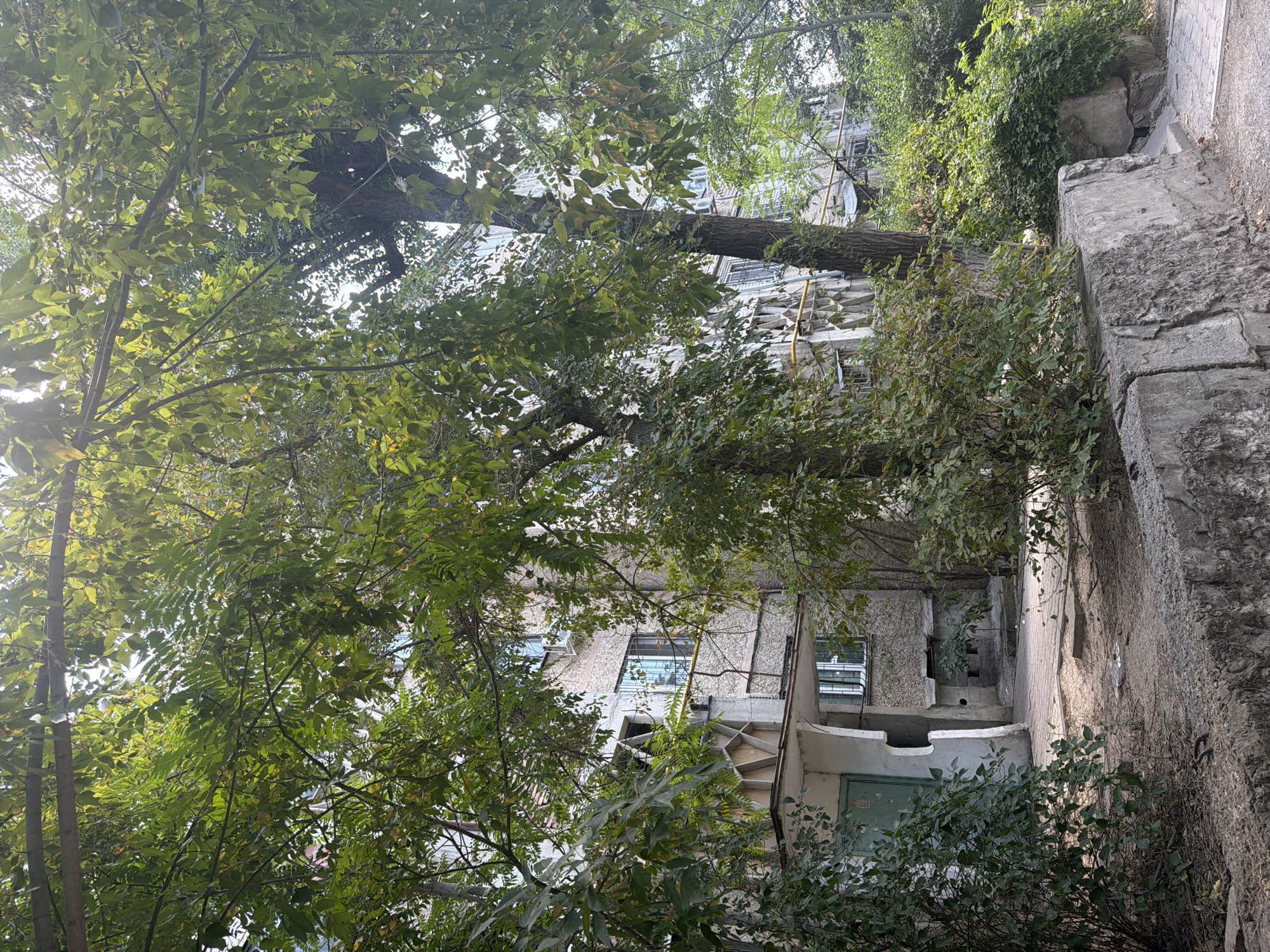The image shows a multi-story building, likely an apartment complex, in Shymkent, Kazakhstan. The building's facade is constructed of textured concrete blocks. There are numerous trees with green foliage in the foreground and surrounding the building, casting shadows and partially obscuring the view. The trees appear to be mature, with thick trunks and branches. Some of the trees have branches extending over a concrete barrier in the foreground. The ground in front of the building is a mix of paved areas and dirt. There are balconies and windows visible on the building. The overall impression is one of an urban environment with significant greenery, possibly an older residential area. No people are visible in the image.