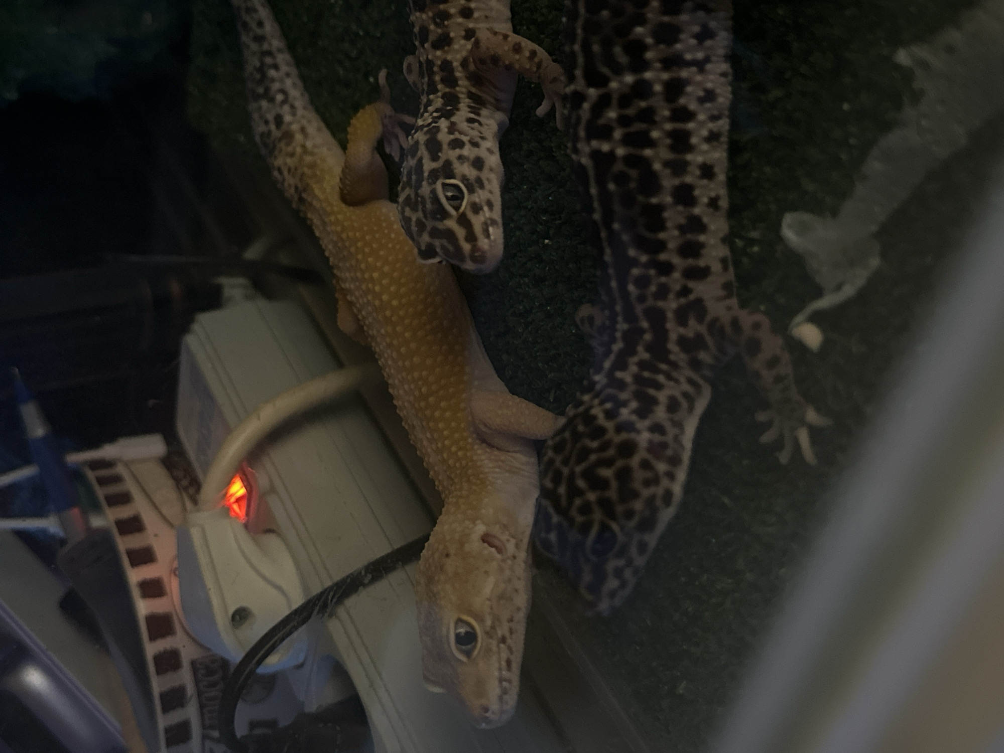The image, taken in Moscow, Russia, provides an overhead view of two leopard geckos inside what appears to be a terrarium or enclosure. The gecko in the foreground is a lighter, yellowish-tan color, with its head slightly raised and looking towards the viewer. Behind and to the right of this gecko is another, darker gecko, featuring prominent black spots and patterns across its body. Both geckos are positioned on a dark green, textured surface, likely a substrate within their habitat.
To the left, a white power strip or extension cord is partially visible, with a small, glowing red indicator light on one of its outlets. Several dark cables are connected to or running near the power strip. In the upper right quadrant of the image, a translucent, white piece of shed skin is visible on the green surface, indicating that one of the geckos has recently shed. The reflections in the image suggest the presence of glass, common in terrariums. The scene is indoors, and no specific time of day or outdoor weather conditions are discernible. There are no human subjects or visible text.