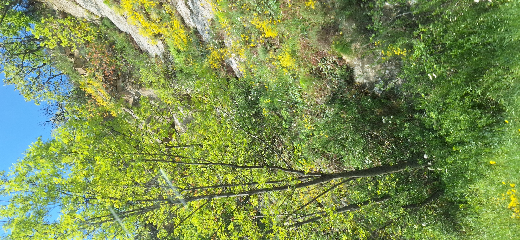 The image depicts a scene near Stara Kresna, Bulgaria. The landscape features a rock face with vegetation including grasses, shrubs, and yellow flowering plants. A deciduous tree with light green leaves is in the foreground. The sky is visible in the upper left corner and is blue.