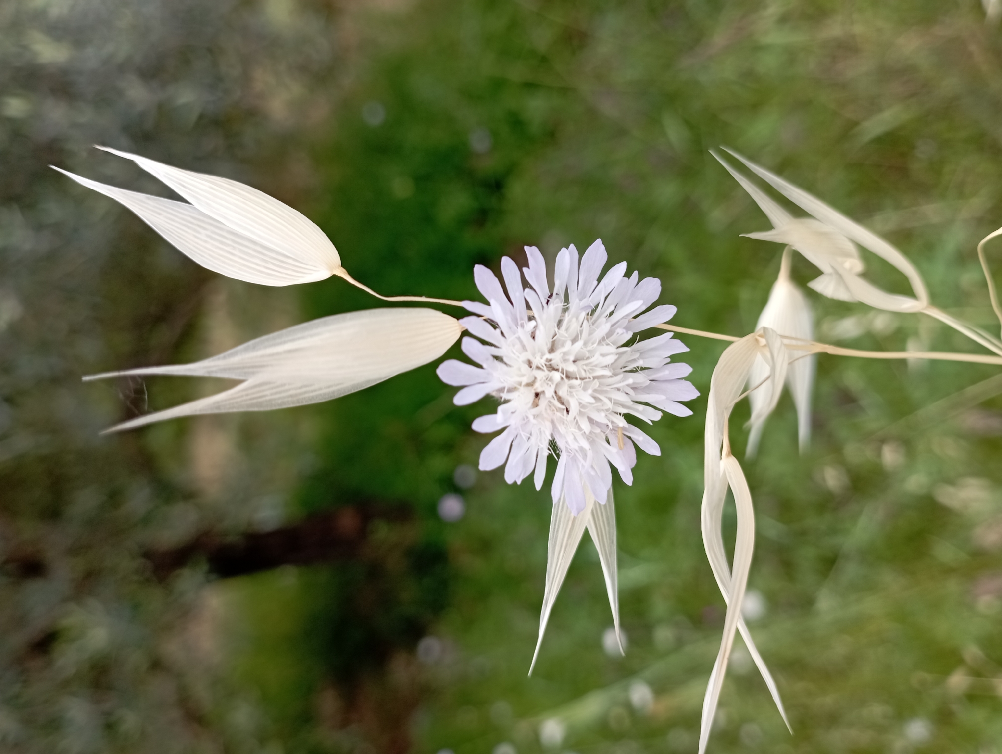 A close-up photograph depicts a delicate white flower with feathery petals in the center, surrounded by dried, light beige oat-like structures, against a blurred green and brown background. The light is soft, highlighting the textures and intricate details of the flower and surrounding elements. The location, Dalaman, Turkey, suggests this is a natural setting likely outside the immediate city center in a field.