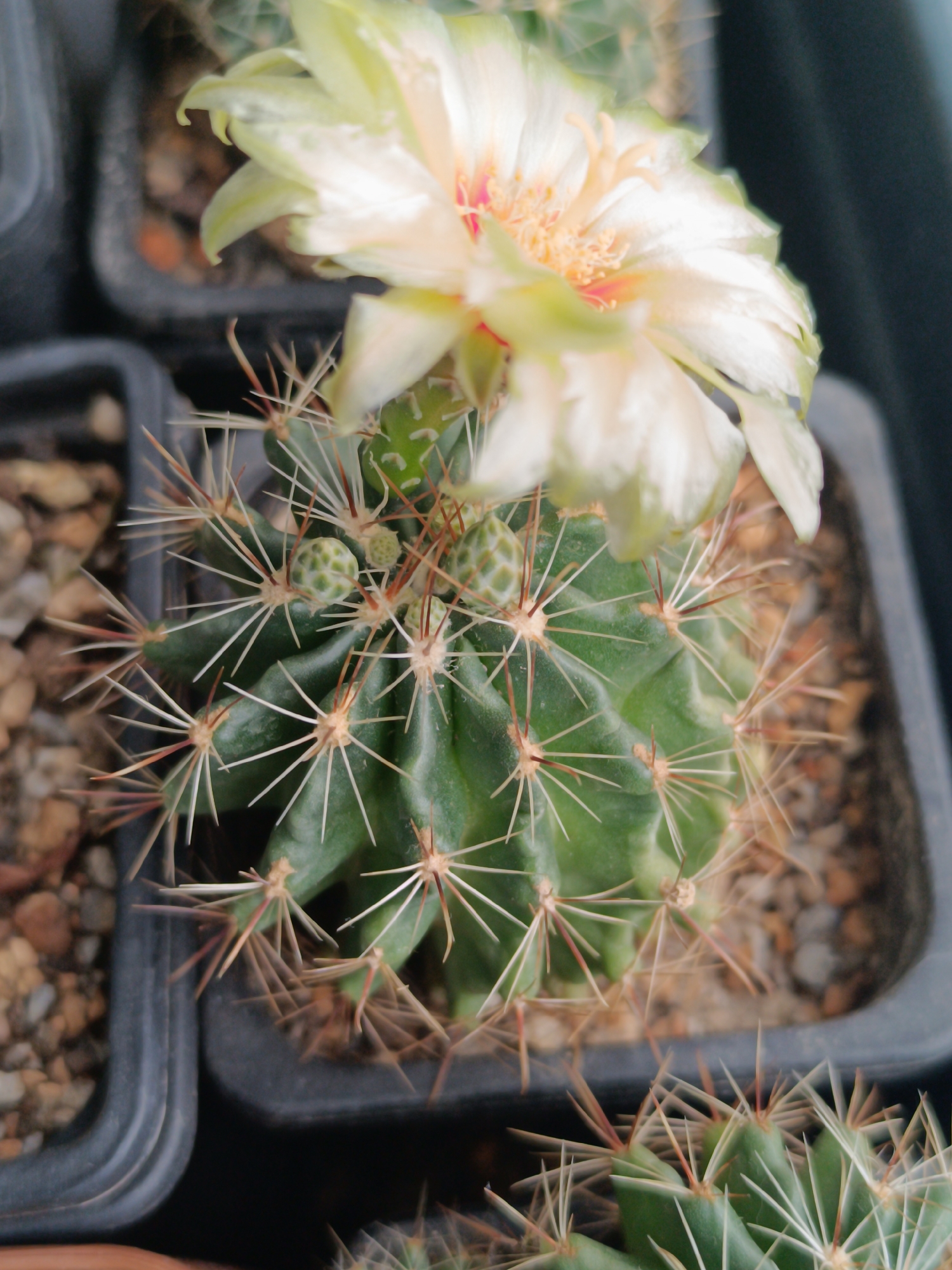 This is a close-up, eye-level, medium shot of a blooming cactus in Salihorsk, Belarus. The cactus is green, spherical, and covered in sharp, white and brown spines. A large, pale yellow flower with pink accents is in bloom at the top of the cactus. The cactus is potted in dark plastic container filled with small pebbles and soil. In the background, other potted cacti are visible, as well as a dark, blurry background. The lighting is natural, casting soft shadows and highlighting the textures of the cactus and flower. The scene appears to be indoors or in a protected outdoor space, possibly a greenhouse or a balcony. The image is in focus on the cactus and flower.