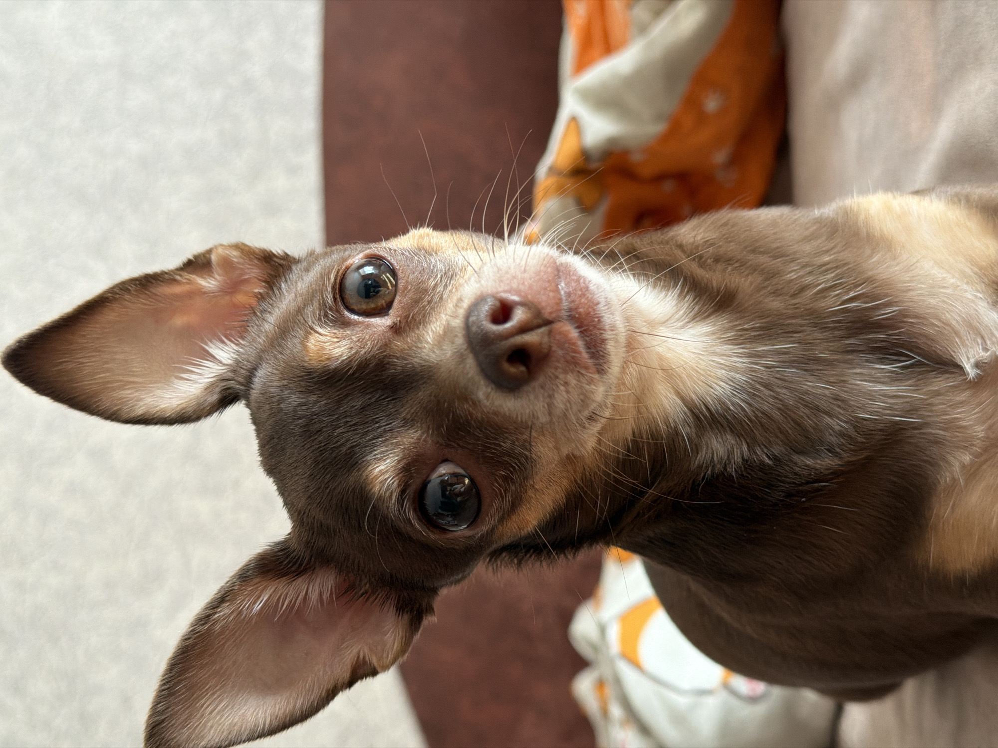 A close-up, eye-level portrait shot captures a small, brown and tan chihuahua dog sitting on a neutral-colored surface, likely a bed or couch. The dog's large, dark eyes are the focal point, reflecting light and displaying a curious gaze directed slightly to the viewer's right. Its ears are large and erect, one angled slightly forward and the other backward. The dog has a short, smooth coat with a lighter tan fur around its muzzle and chest, contrasting with the darker brown fur on its back and head. Subtle white whiskers are visible, fanning out from its muzzle. The background is softly blurred, showing a textured, light-colored wall behind the dog and to its left. To the right and behind the dog, there are out-of-focus shapes of what appear to be pillows or blankets with orange and white patterns, and a hint of a dark brown surface, possibly furniture. The lighting appears to be natural and soft, illuminating the dog's face and highlighting the textures of its fur. There is no indication of any specific city or location beyond the immediate domestic setting.