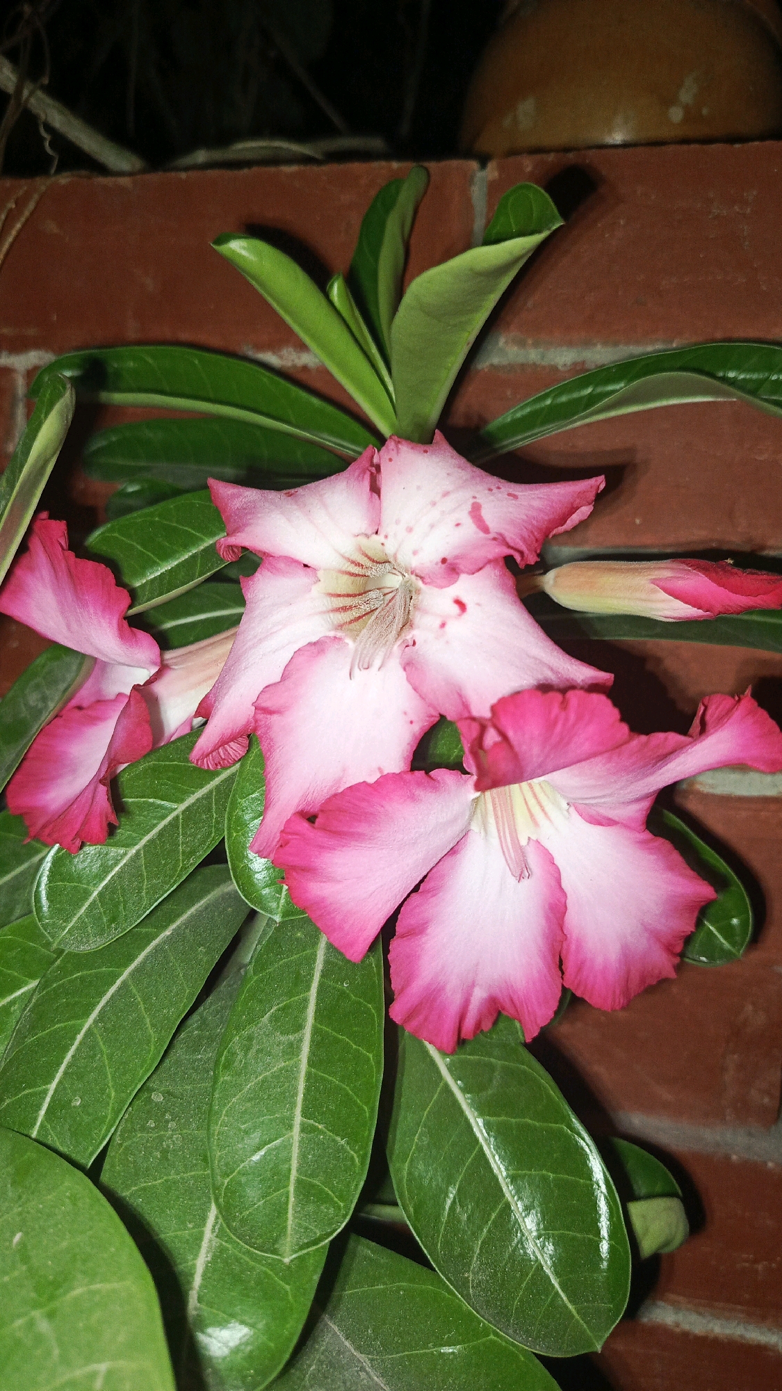 This is a close-up, vertical, eye-level shot of a flowering plant, likely an Adenium, with multiple pink and white blossoms. The flowers have ruffled edges and prominent stamens. Lush, green leaves with prominent veins surround the flowers. The plant is set against a backdrop of reddish-brown brickwork, with a dark, out-of-focus background that suggests an outdoor or semi-outdoor setting, possibly a garden or courtyard. A brown ceramic pot is visible in the upper right quadrant, partially obscured by the plant and background. A single flower bud is also visible on the right side of the frame, partially enclosed by its green sepals. The lighting appears to be artificial, creating shadows and highlighting the textures of the leaves and petals. The image's composition draws attention to the delicate beauty of the flowers and the vibrant green of the foliage. The location in Babadan, Indonesia, suggests a tropical or subtropical climate where such plants thrive.