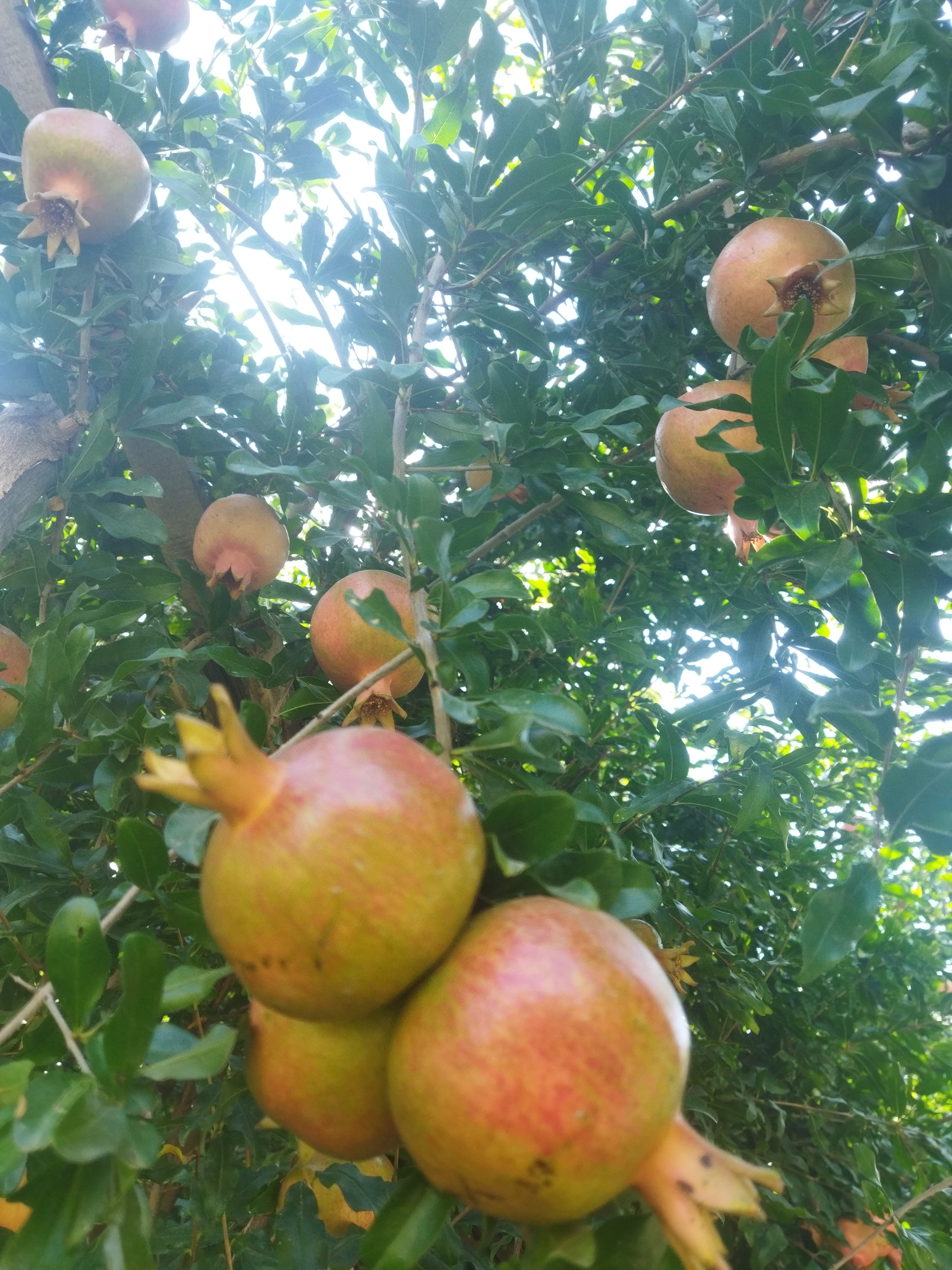 This is a low-angle, close-up shot of pomegranates growing on a tree, set against a bright, overcast sky. The pomegranates, with their characteristic calyx crowns, appear in various stages of ripeness, ranging from pale green to reddish-yellow. They are clustered on branches amidst dense, green foliage. The lighting suggests it is daytime, possibly late morning or afternoon. The scene is natural, depicting fruit on a tree, and there are no people or man-made structures visible. The image quality is slightly soft, with some lens flare from the bright sky. The location of Mailuu-Suu City, Kyrgyzstan, is not directly discernible from the visual content of the image itself, as it portrays a natural agricultural setting common to many regions.