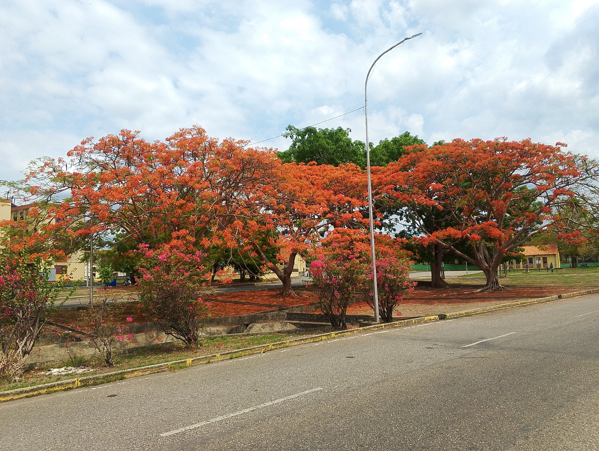 The image captures a vibrant daytime scene in San Carlos, Venezuela, featuring a tree-lined street under a partly cloudy sky. The most prominent subjects are several large Flamboyant trees (Royal Poinciana) bursting with bright orange-red flowers, dominating the midground and extending into the background. Their colorful blossoms create a vivid contrast against the green foliage of other trees behind them and the light blue sky. Many fallen orange petals are scattered across the ground beneath the trees, forming a reddish carpet.
In the foreground, an asphalt road runs diagonally from the lower left to the center right. It has a single dashed white line marking the center and yellow painted curbs. Along the side of the road, between the asphalt and the main tree line, are smaller bushes with pink flowers and some concrete structures, possibly part of a drainage system or planters. A modern-style streetlight with a curved arm is visible on the right side, extending towards the top of the frame.
In the background, hints of light-colored buildings, possibly yellow or beige with some reddish roofs, can be seen through the trees, suggesting a residential or institutional area. The weather appears fair and bright, indicative of late morning or early afternoon. No specific activity or event is taking place, presenting a peaceful, still landscape. There is no visible text in the image.