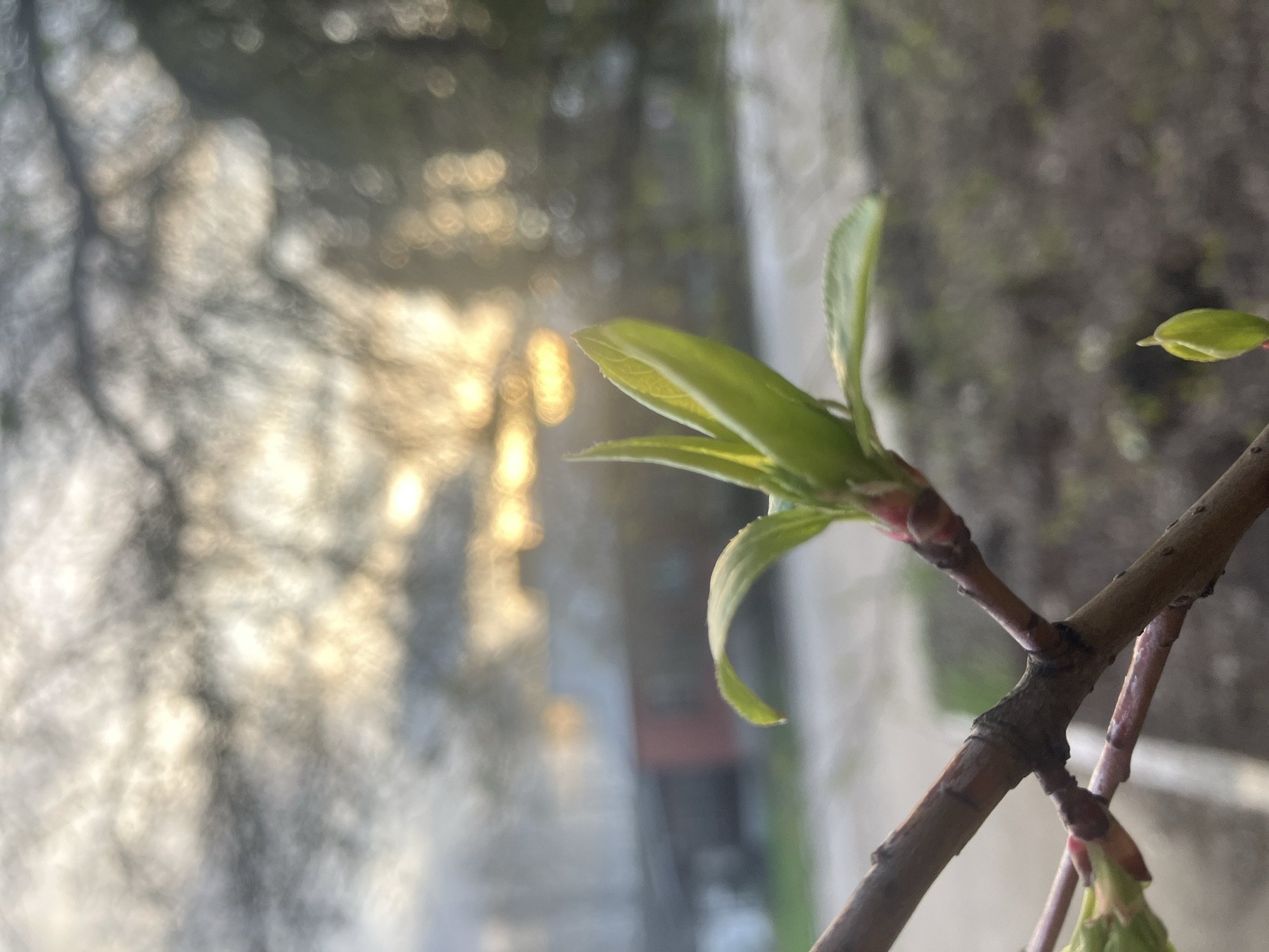 Close-up of a tree branch with budding green leaves against a blurred background of a city street. The background includes buildings and sunlight, potentially indicating Noviy, Russia. The leaves are small and fresh, signifying springtime growth. The branch is textured and brown.