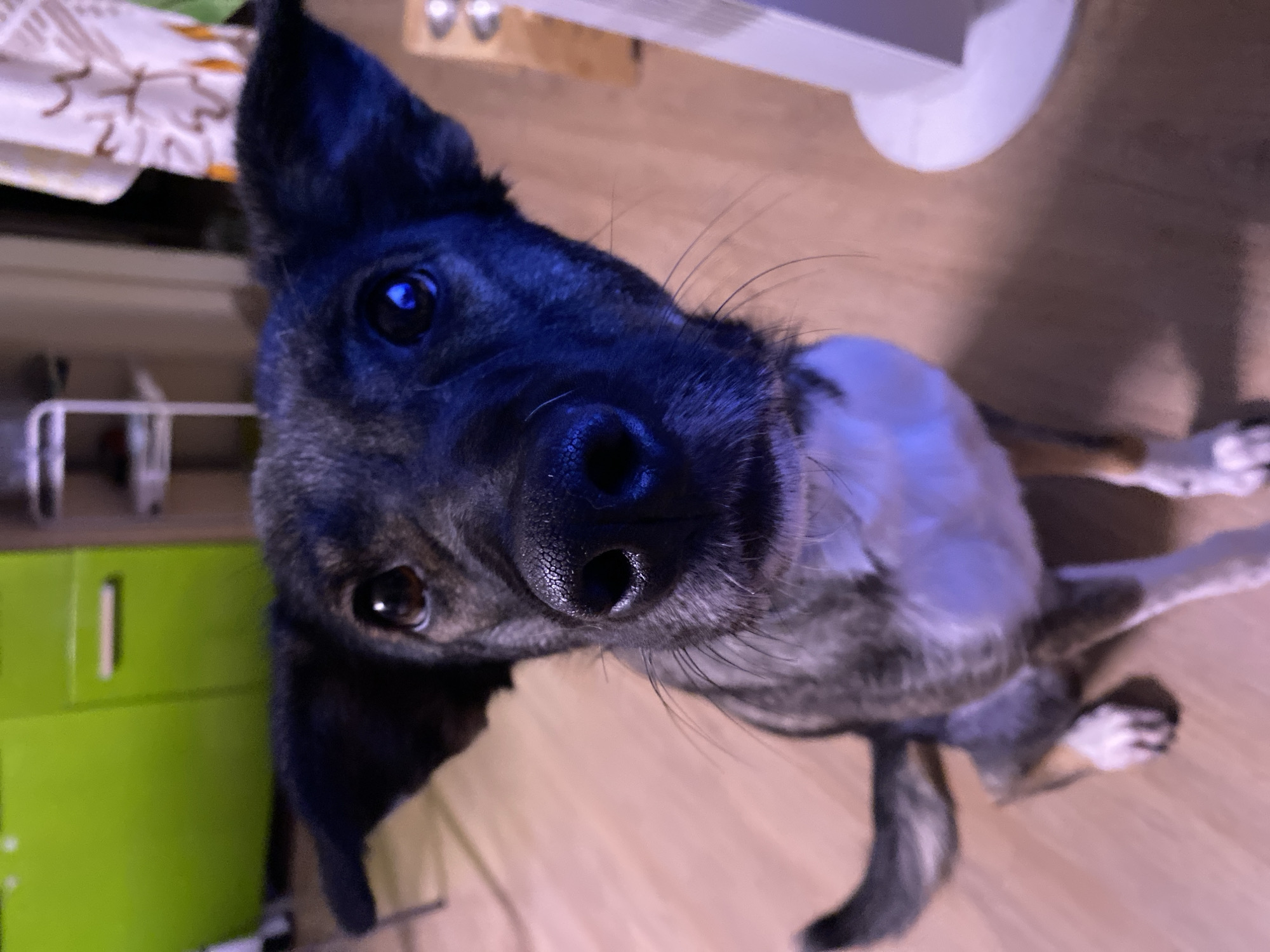 A dog is shown in a close-up, high-angle shot. The dog's face dominates the frame, with its black nose prominent in the center. The dog has dark fur on its head, and lighter fur on its body. The background includes a wooden floor and some blurred objects, including a green cabinet and a white appliance. There is no verifiable information to confirm the location is Chaikovsky, Russia.