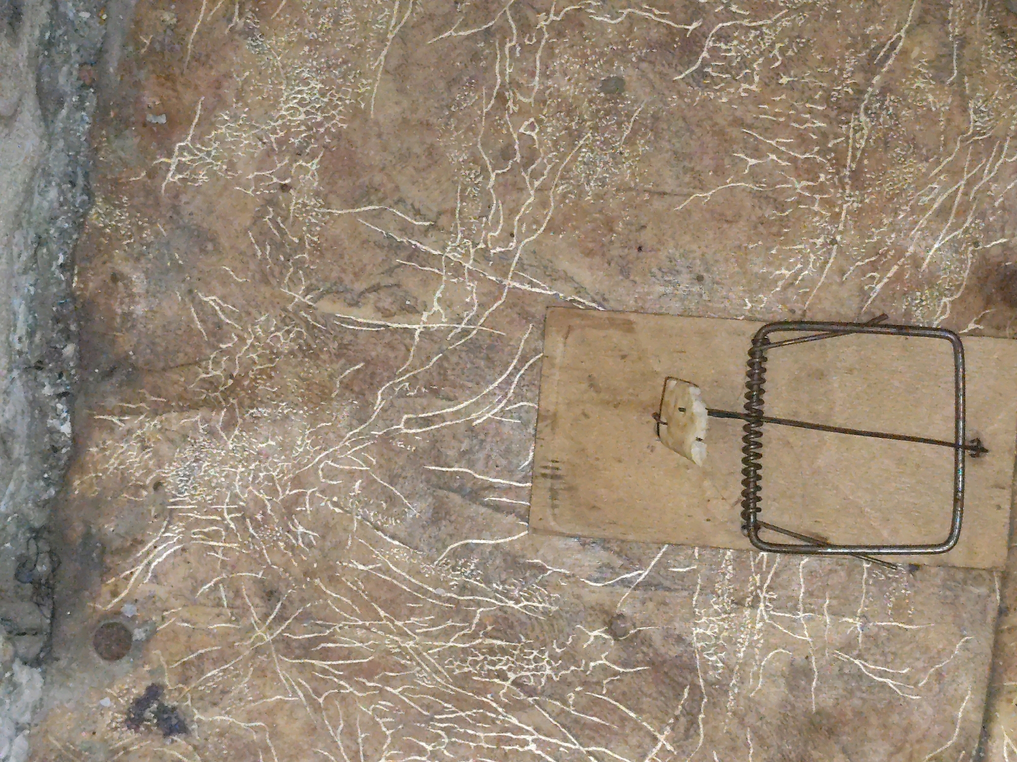 An overhead, close-up shot shows a wooden mouse trap with a coiled spring and a metal bar. The trap rests on a textured, dusty surface that appears to be a floor or wall with a branching, white, vein-like pattern. The background is mottled brown and grey. There are no people present. The scene is forensic in nature and does not provide information about location or context beyond the visual details of the objects and environment.