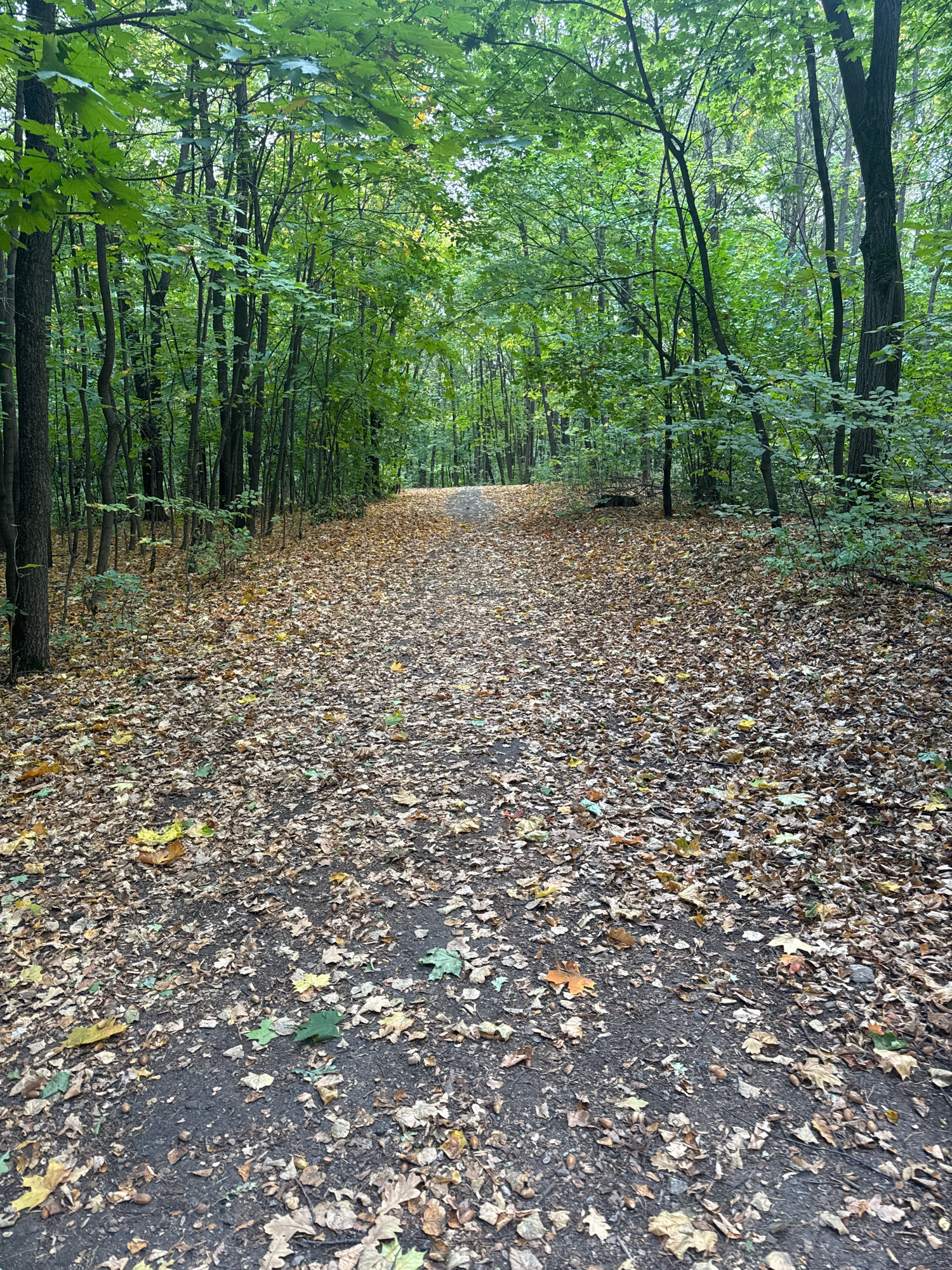 The image depicts a park pathway in Ufa, Russia, covered in fallen leaves. The pathway, made of dark soil, is lined with dense green trees on both sides, indicating it's likely autumn. The leaves on the ground are a mixture of brown, yellow, and a few green ones, with acorns scattered among them. The pathway recedes into the distance, surrounded by the dense foliage of the forest. There are no people or animals visible in the frame. The lighting suggests an overcast day.