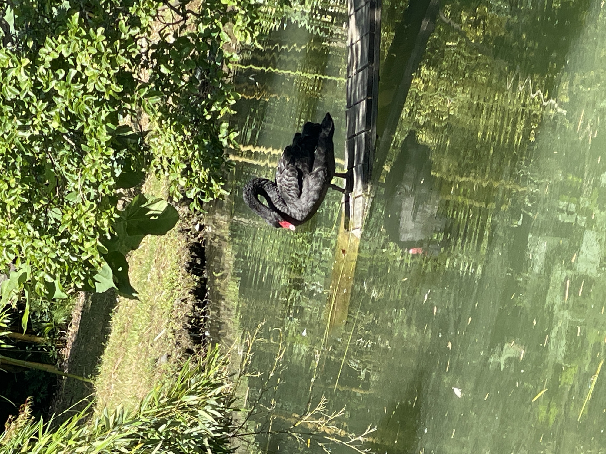 A black swan stands on a wooden platform in a pond in Sirius, Russia. The swan is facing to the right, with its head turned slightly to the left. Its neck is curved, and its beak is partially open, revealing a red patch. The swan's feathers are dark and ruffled. The water in the pond is green and reflects the surrounding vegetation. The background is filled with lush green trees and foliage, casting shadows on the water.
