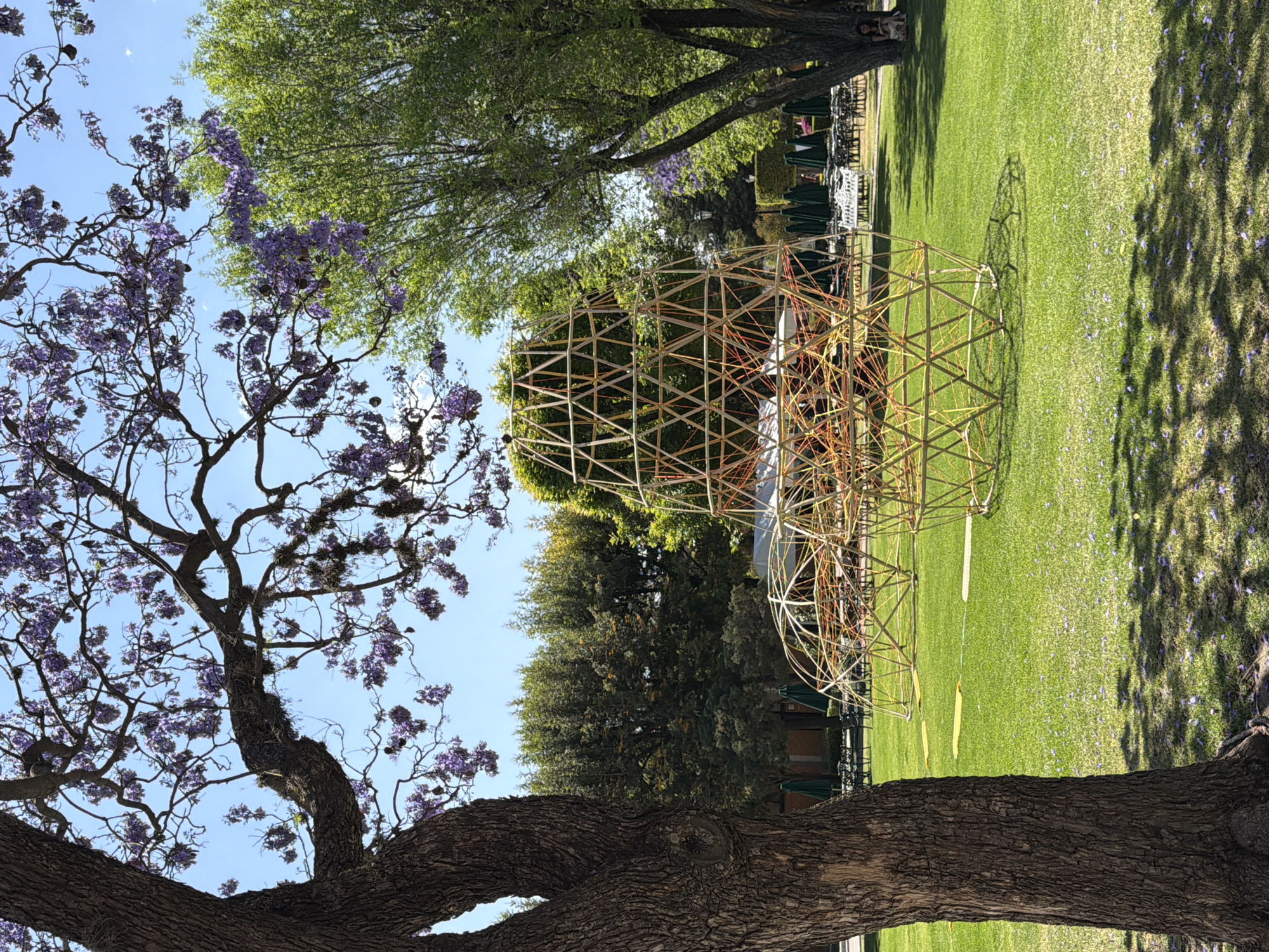 This outdoor scene is located in San Andrés Cholula, Mexico, under a clear blue sky with bright sunlight. A large Jacaranda tree, characterized by its dark, textured trunk on the left and branches bearing purple blossoms extending across the upper frame, dominates the foreground. Fallen purple petals from this tree are scattered across the manicured green grass in areas of shade.
In the mid-ground, two geometric, open-framework structures made of light-colored wooden or bamboo segments are situated on the grass. The taller structure, a conical dome, features orange and yellow cord interwoven through its lower section, forming a denser pattern. A second, shorter, dome-shaped structure is positioned to its right.
Further in the background, an outdoor seating area is visible beneath a line of dense trees. This area includes multiple tables and chairs, some shaded by green umbrellas, and several white benches. One individual is partially visible in the far right mid-ground, seated on the grass beneath a tree, wearing light-colored clothing and facing left.